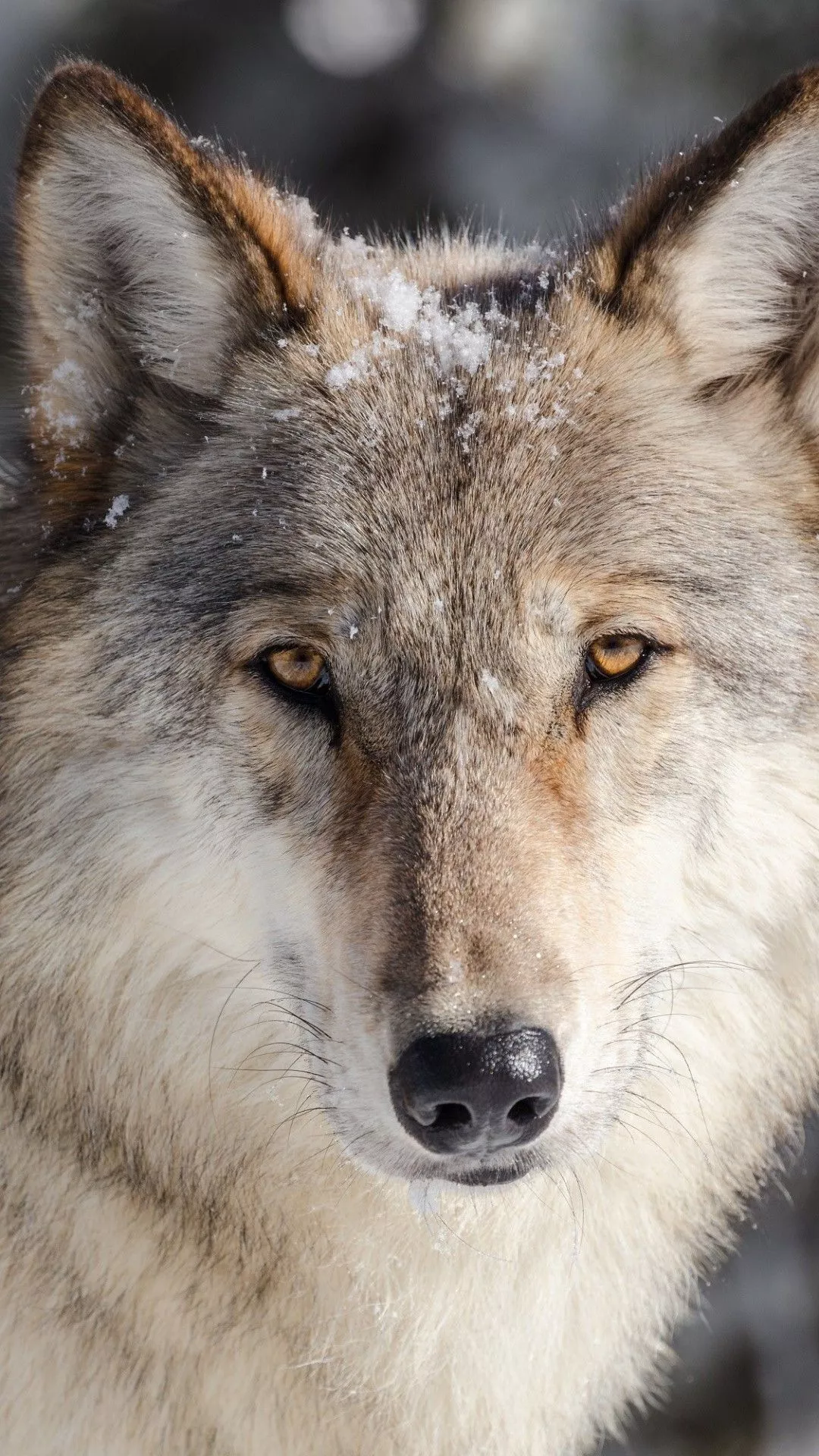 Wolf iPhone Wallpaper