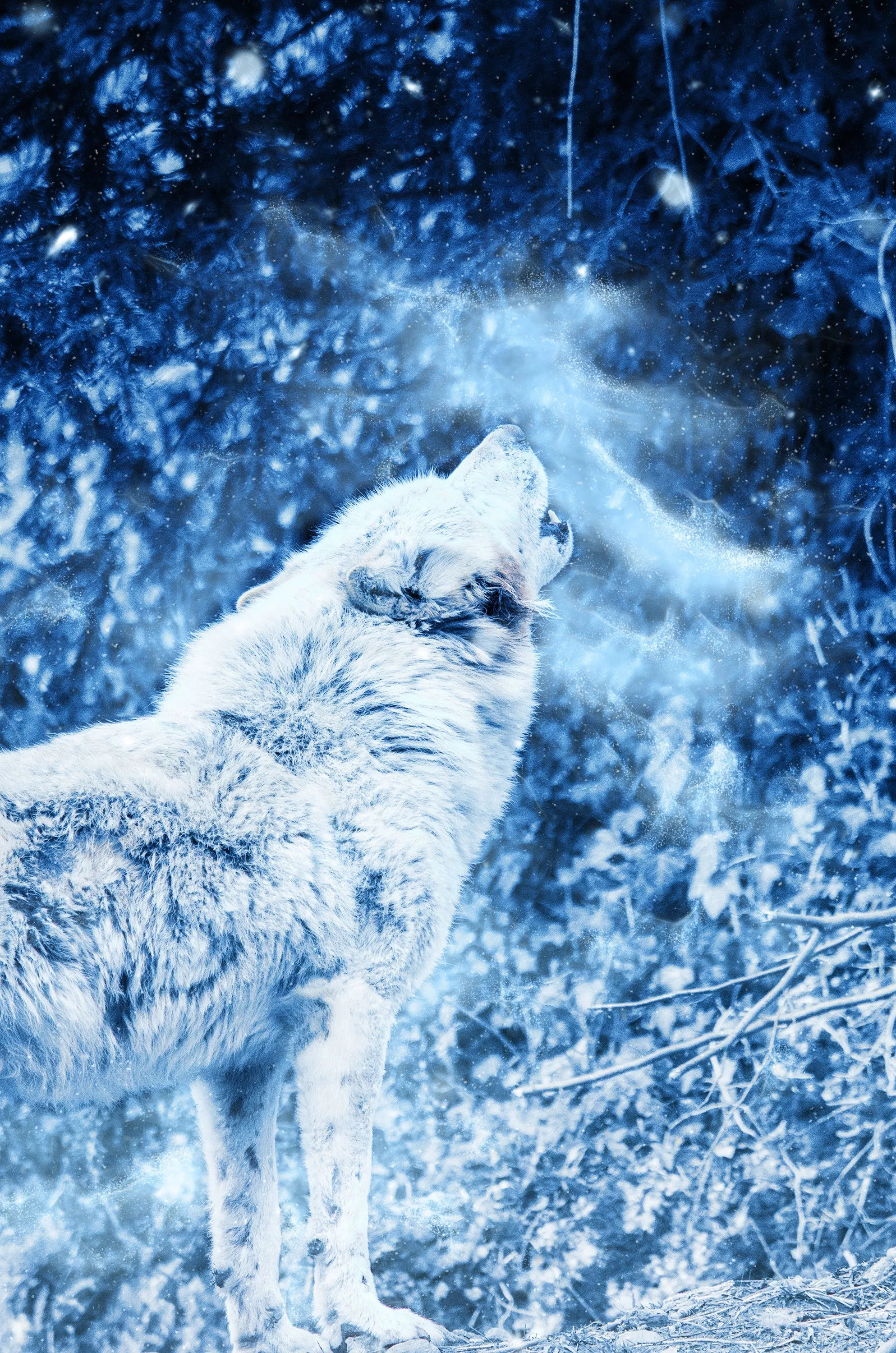 Wallpaper Black and Brown Wolf on Brown
