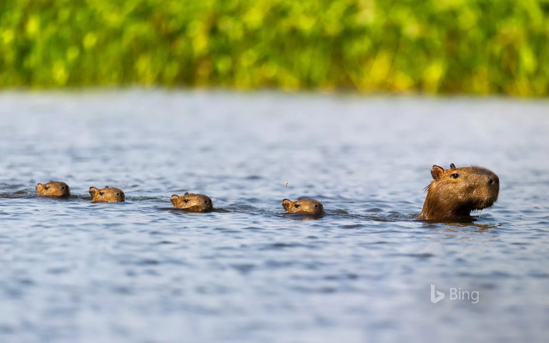 Wallpaper nature, water, Brazil, Capybara, animals wildlife for mobile and desktop, section животные, resolution 1920x1200