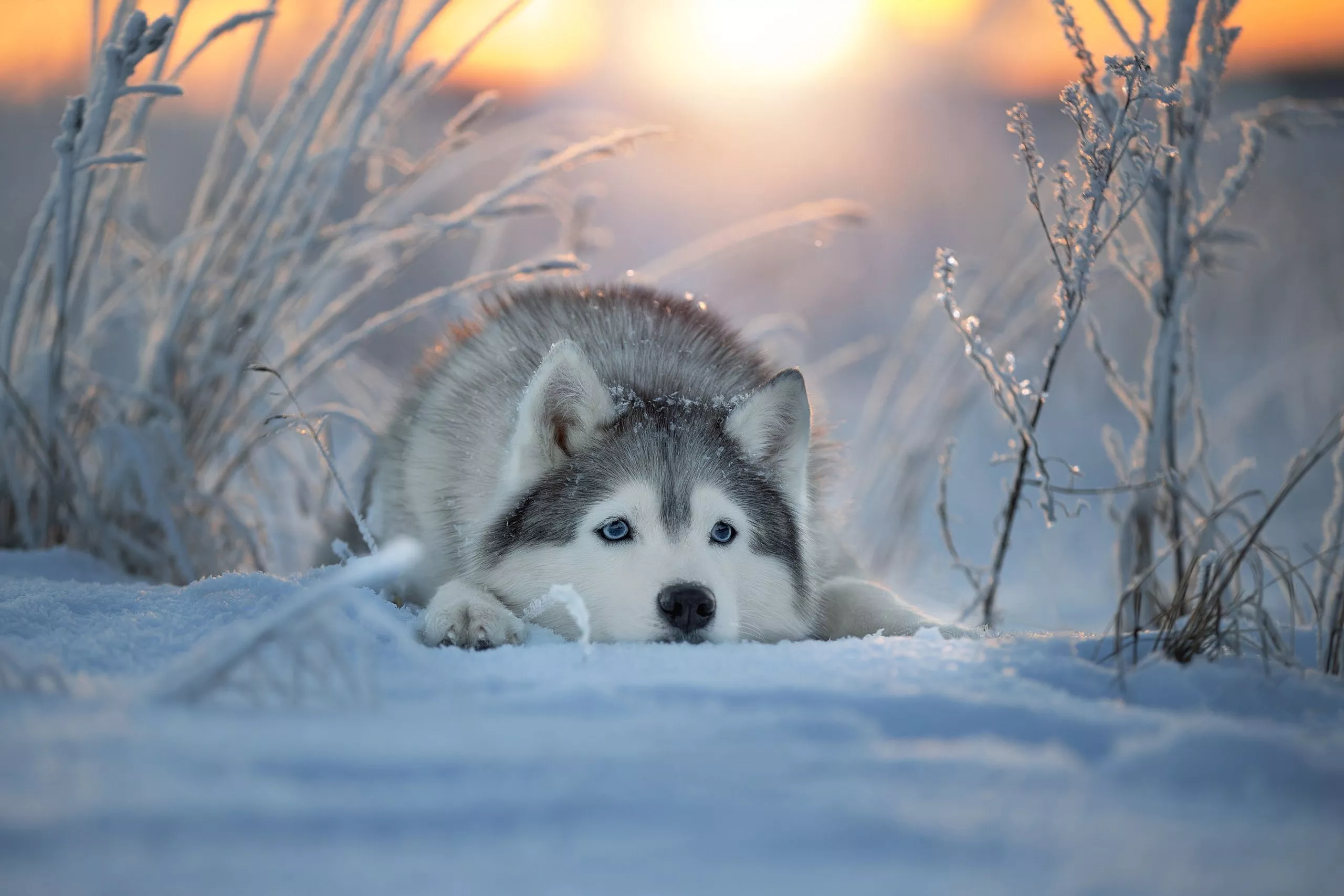 Download Dog Snow Winter Animal Husky