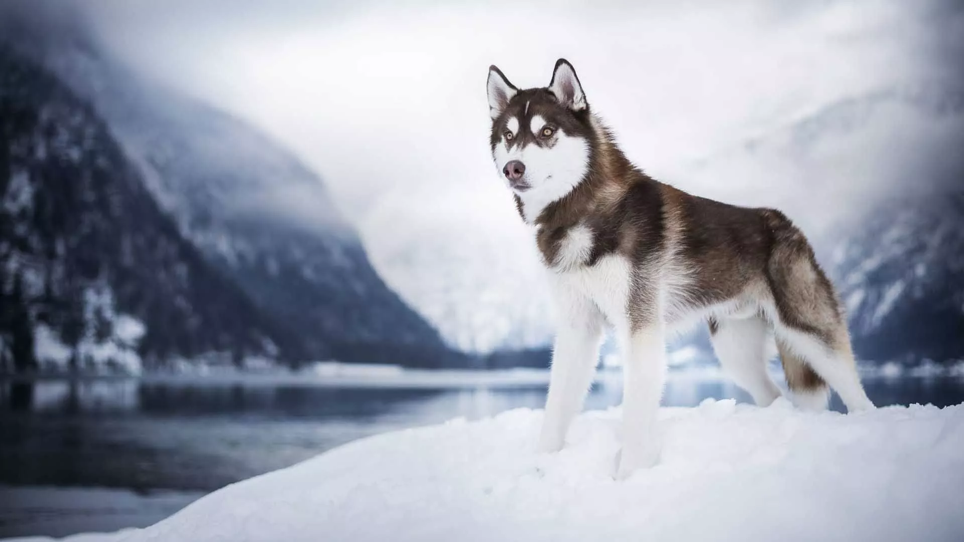 Siberian Husky Dog Is Standing On Snow