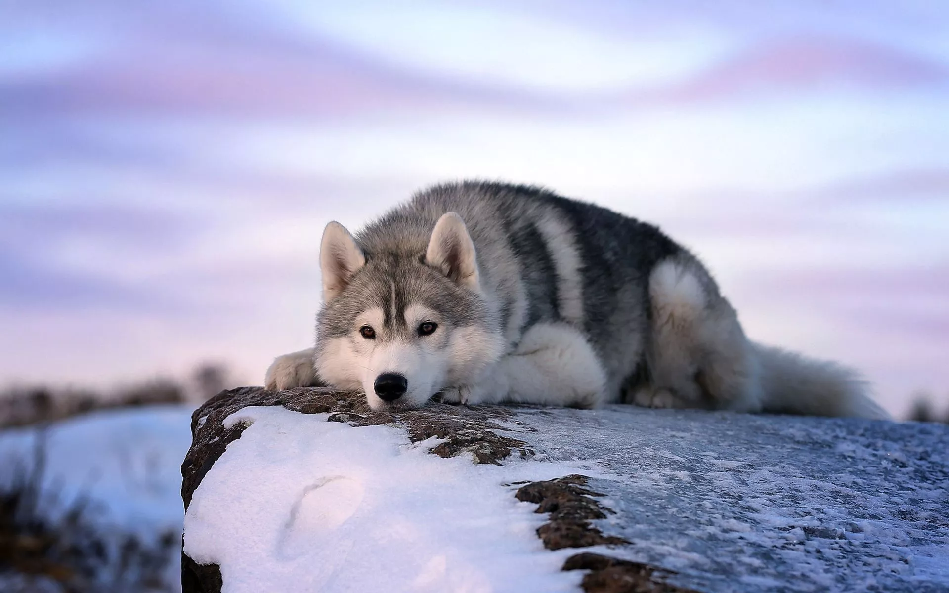 Dog Winter Snow Animal Husky HD Wallpaper