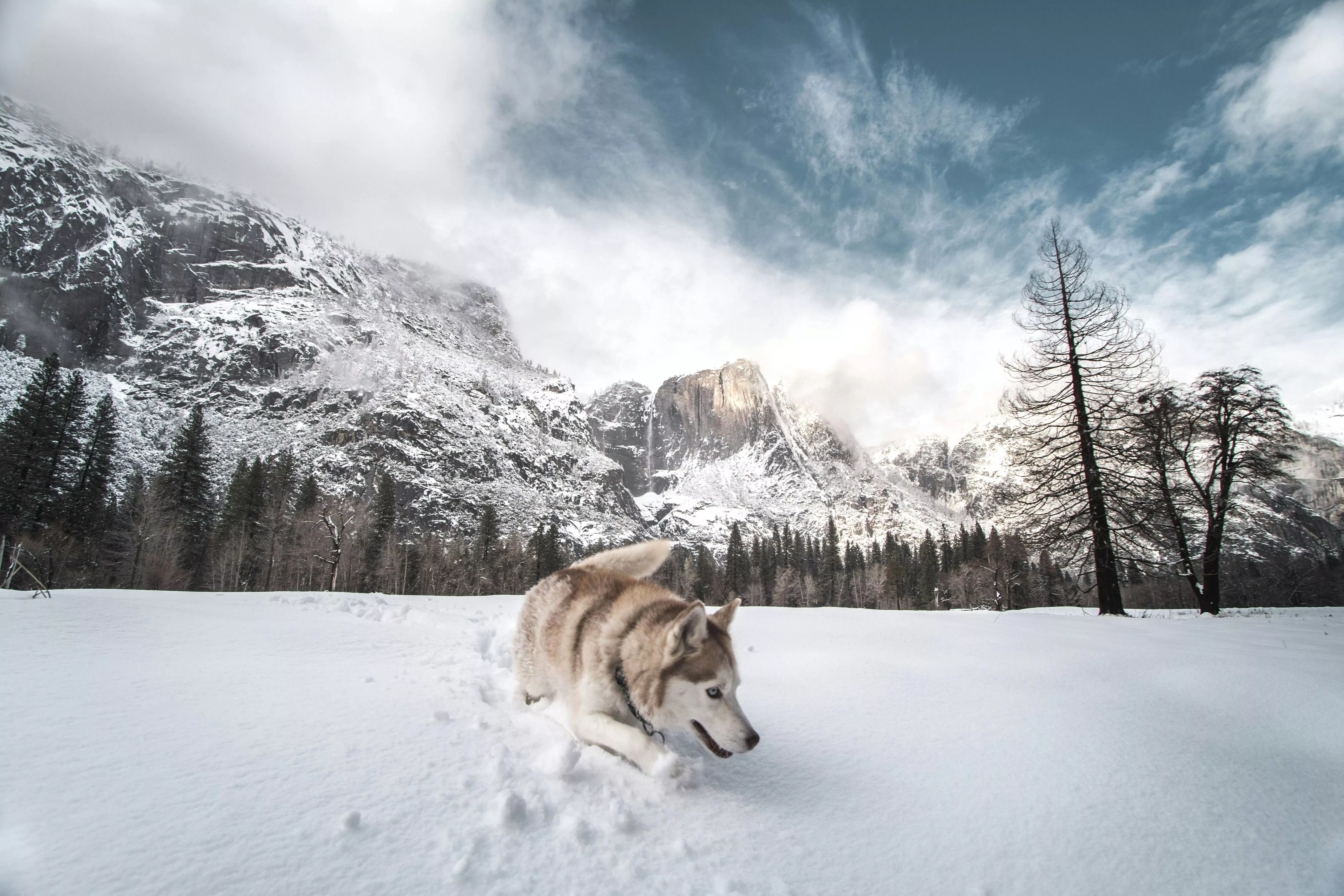 Brown and White Siberian Husky Lying
