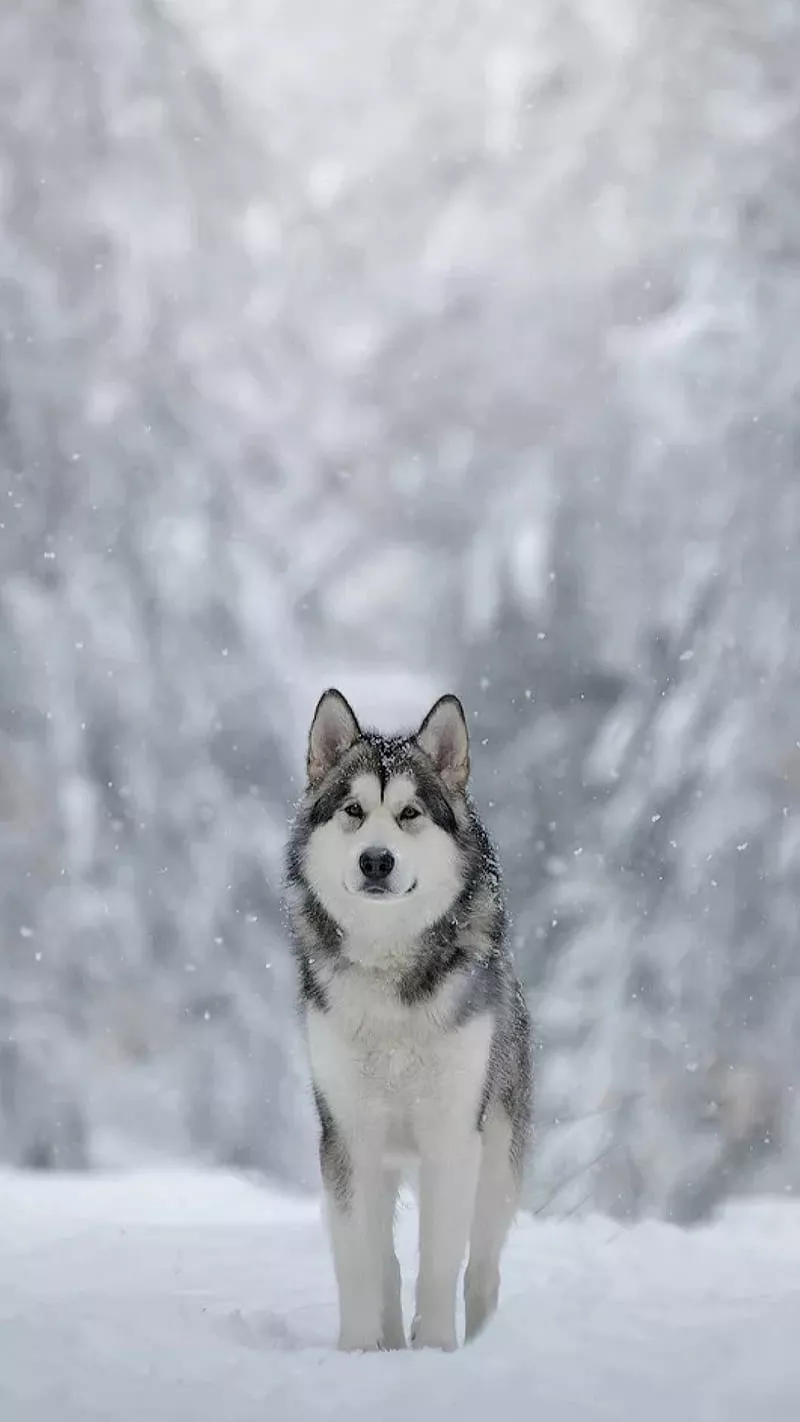 Lonely husky, animal, cute, dog, lost