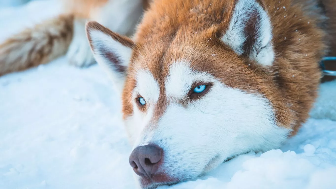Siberian Husky In Snow Laptop