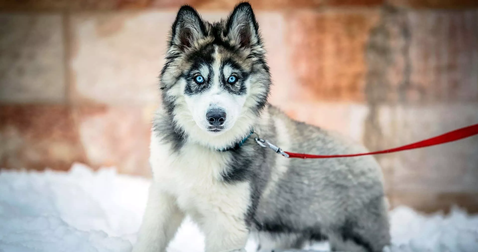 A Husky Dog Is Standing In The Snow