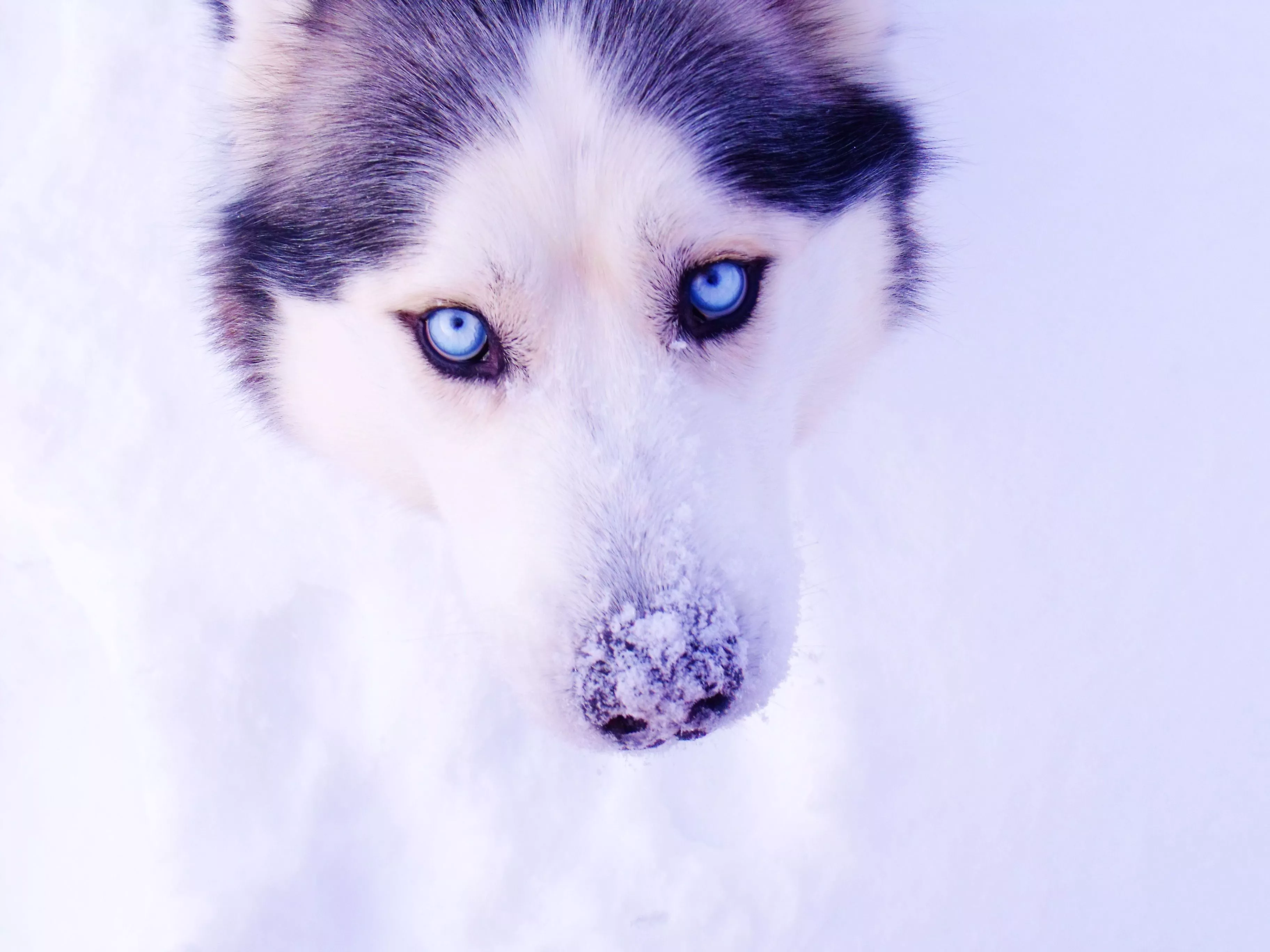 Wallpaper eyes, snow, husky for mobile