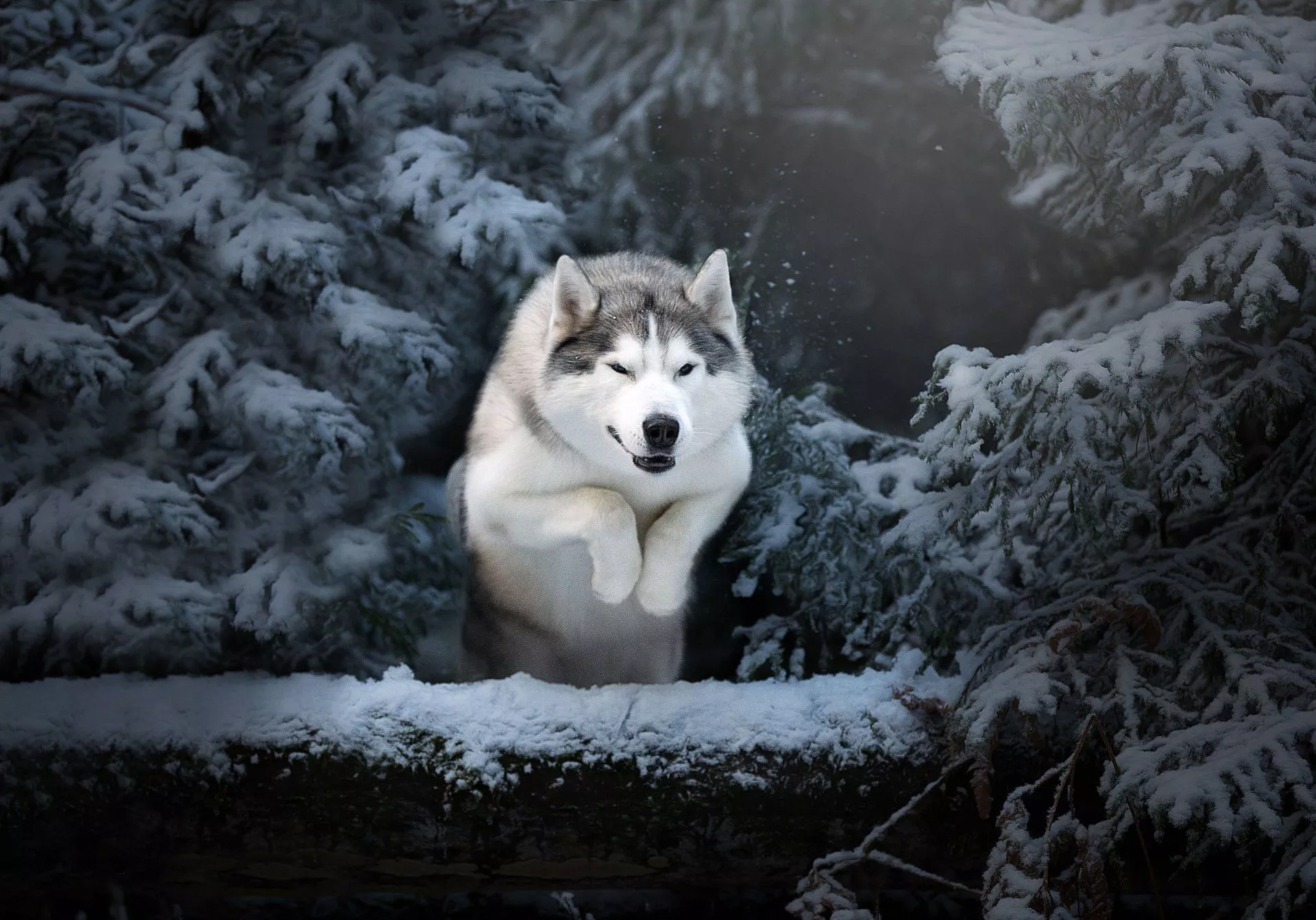 Download Dog Winter Animal Husky 4k