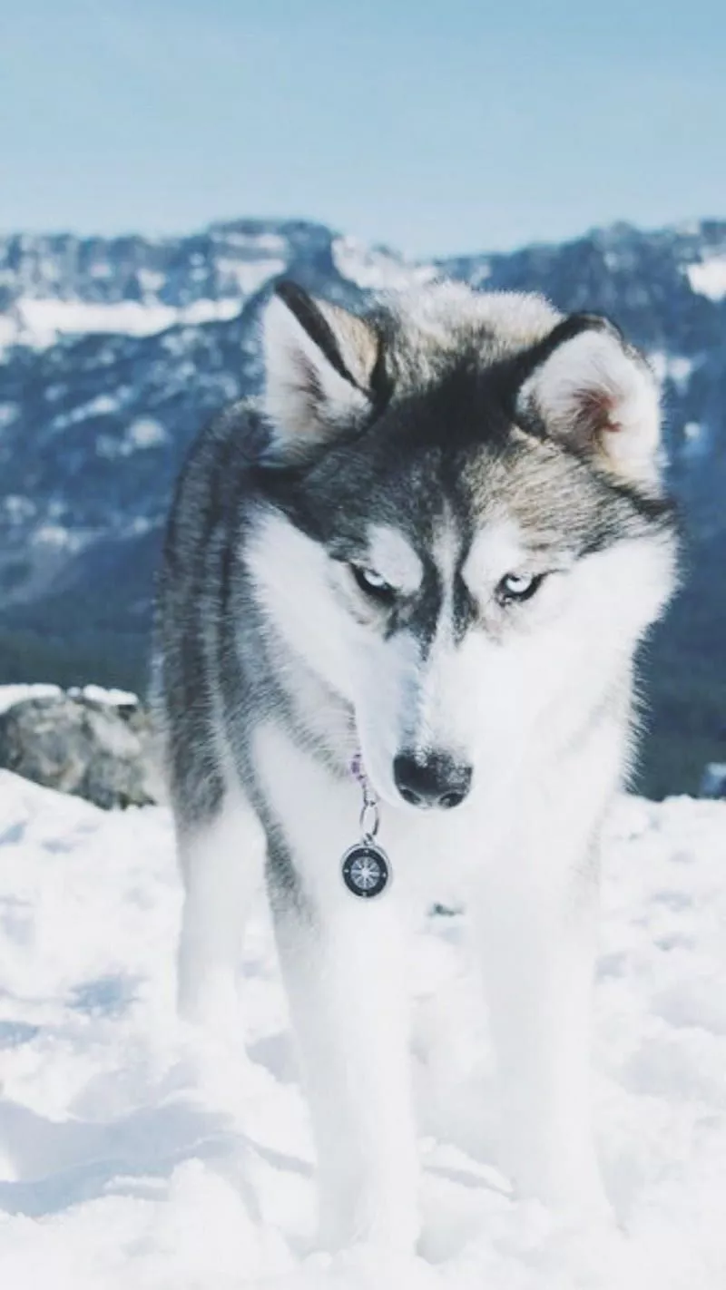 winter, wolves, HD phone wallpaper