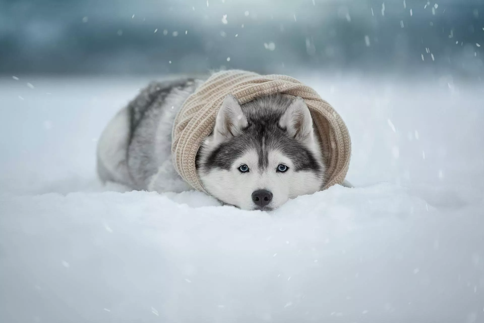Husky Puppy Wallpaper