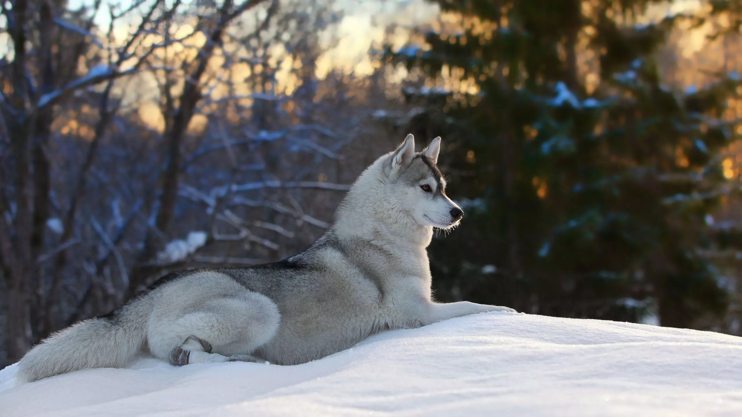 Siberian Husky Dog Is Sitting On Snow