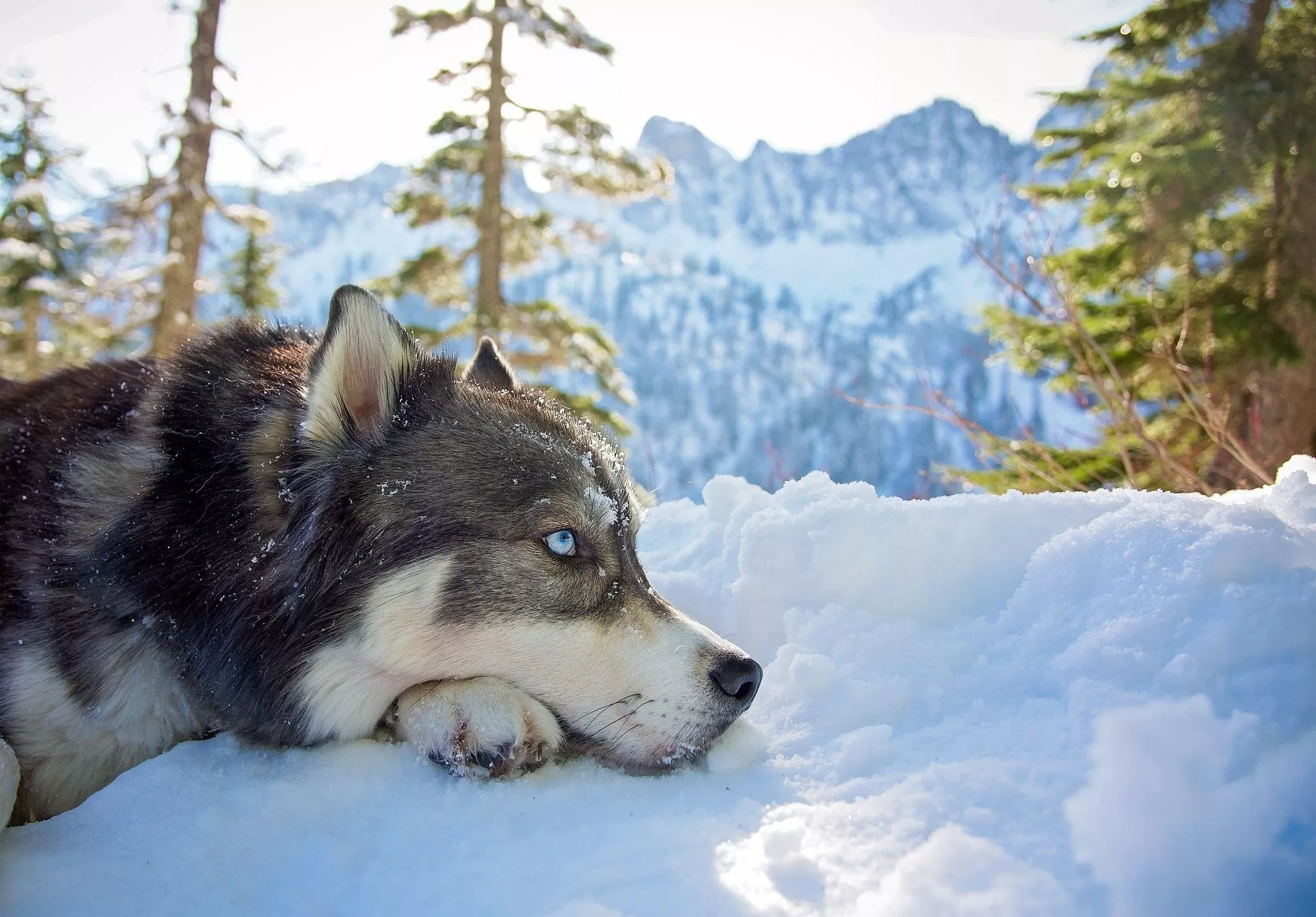 Gray Siberian husky, mountains, animals