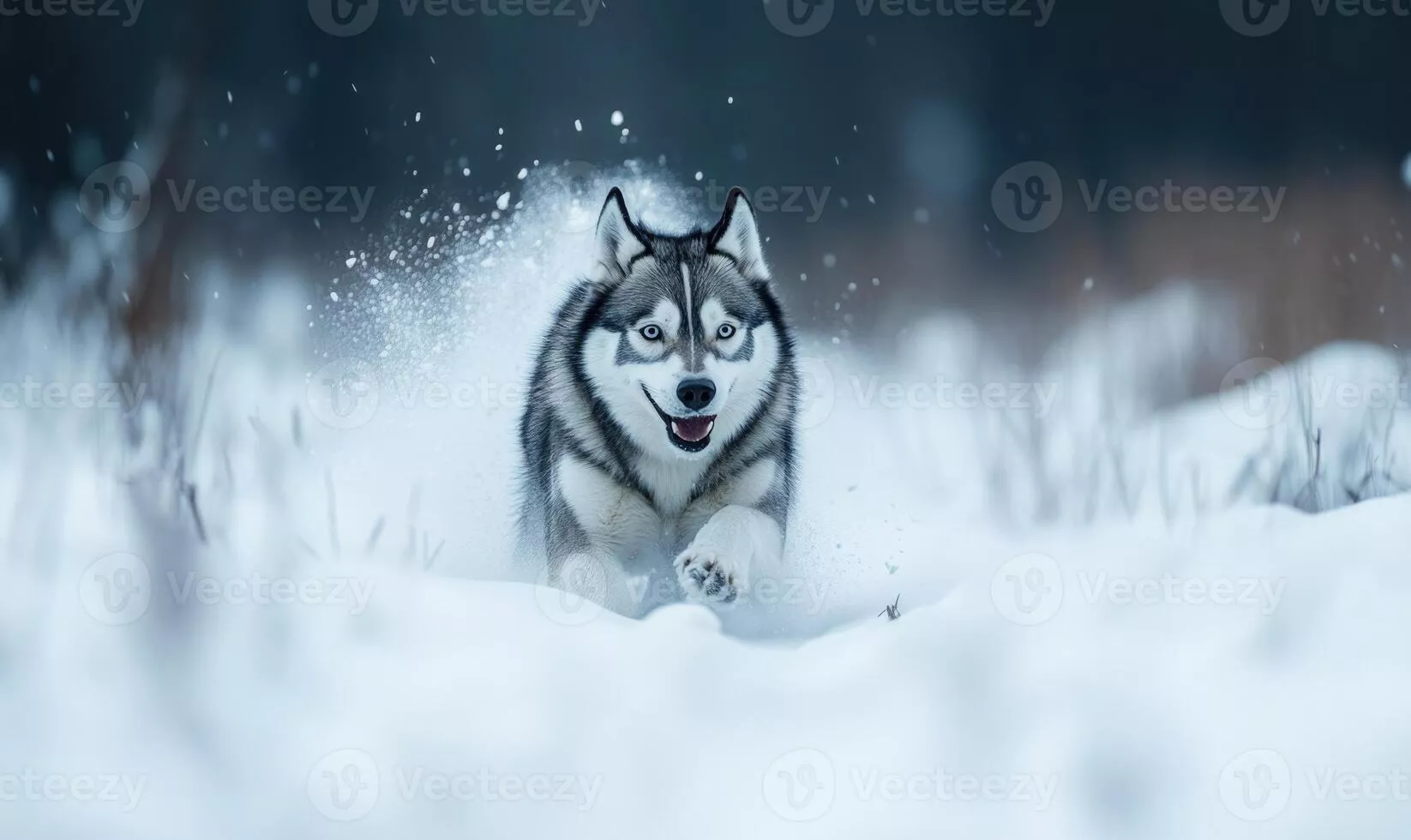 Snow Husky Image