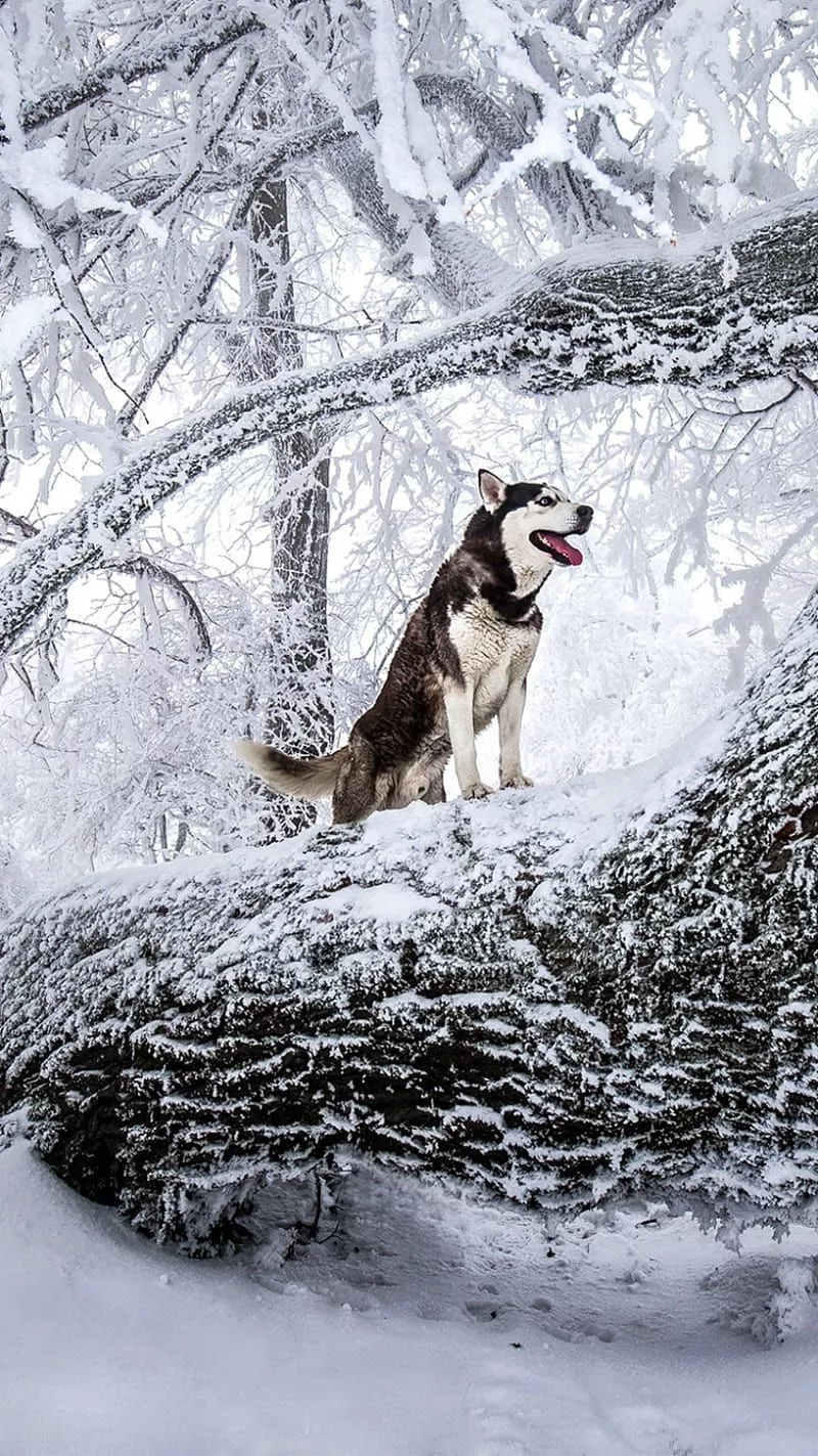 Dog, aleman, cute, doggo, dogs, husky