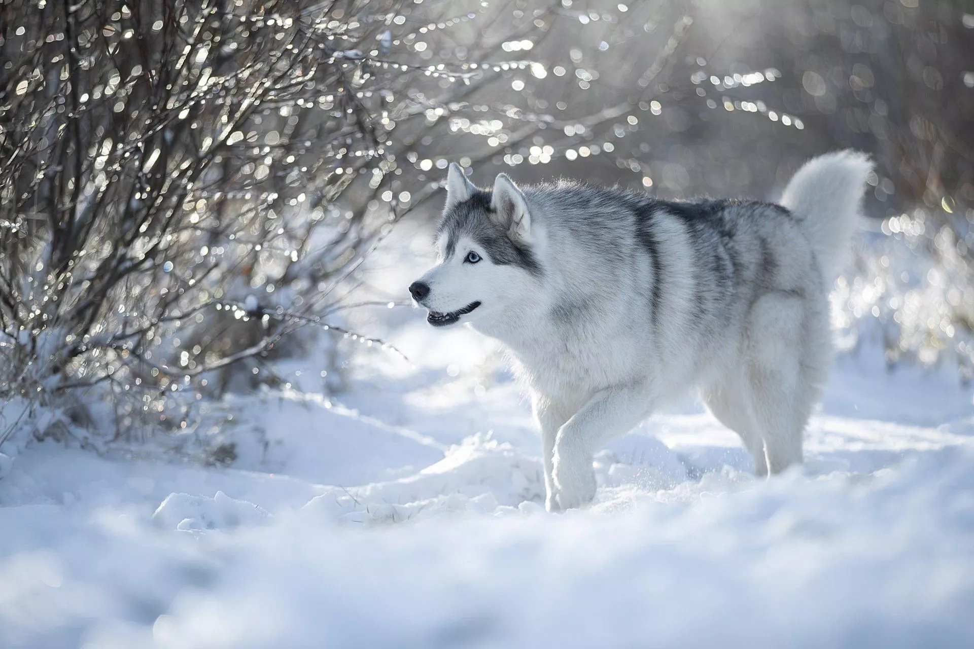 Dog Snow Winter Animal Husky HD Wallpaper