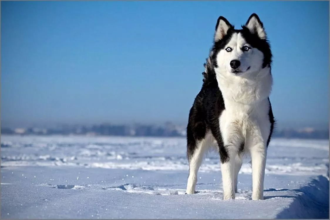 Wallpaper White and Black Siberian Husky on Snow Covered Ground During Daytime, Background Free Image
