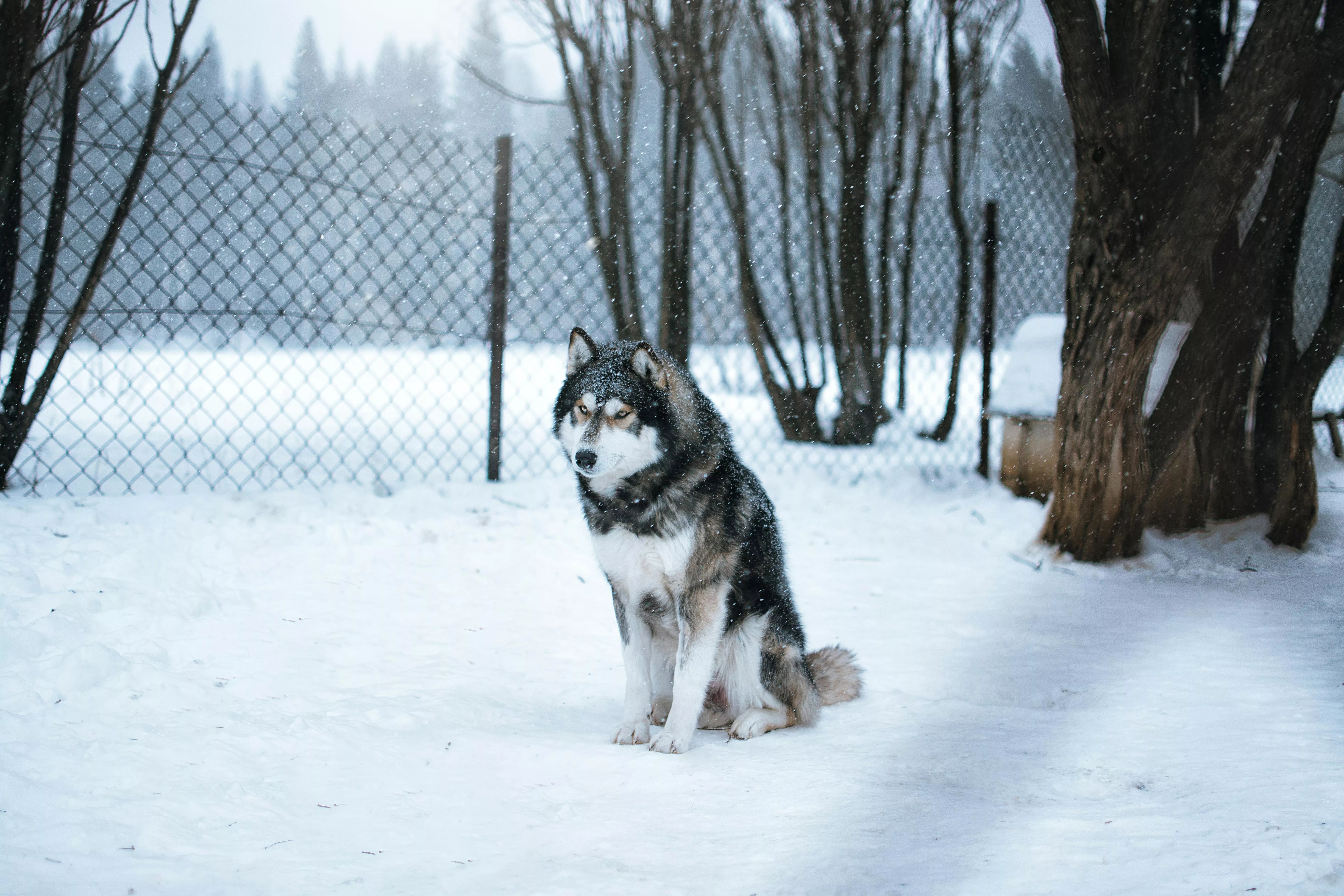 Siberian Husky Sitting on Snow Covered