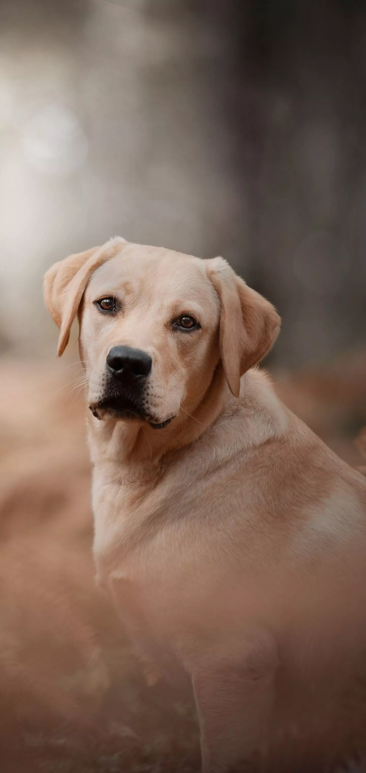 Dogs, Dog, Animal, Labrador Retriever