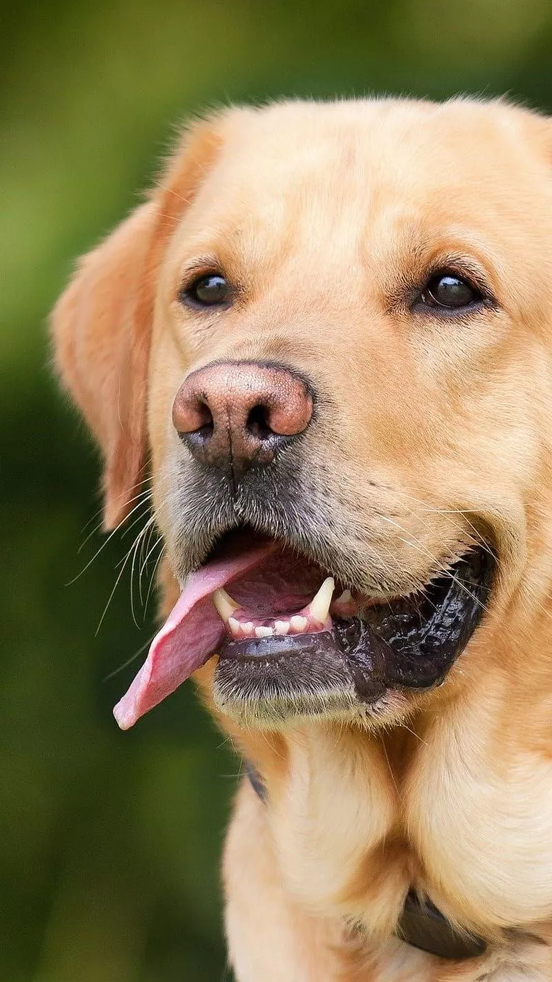 Labrador, dog, HD phone wallpaper