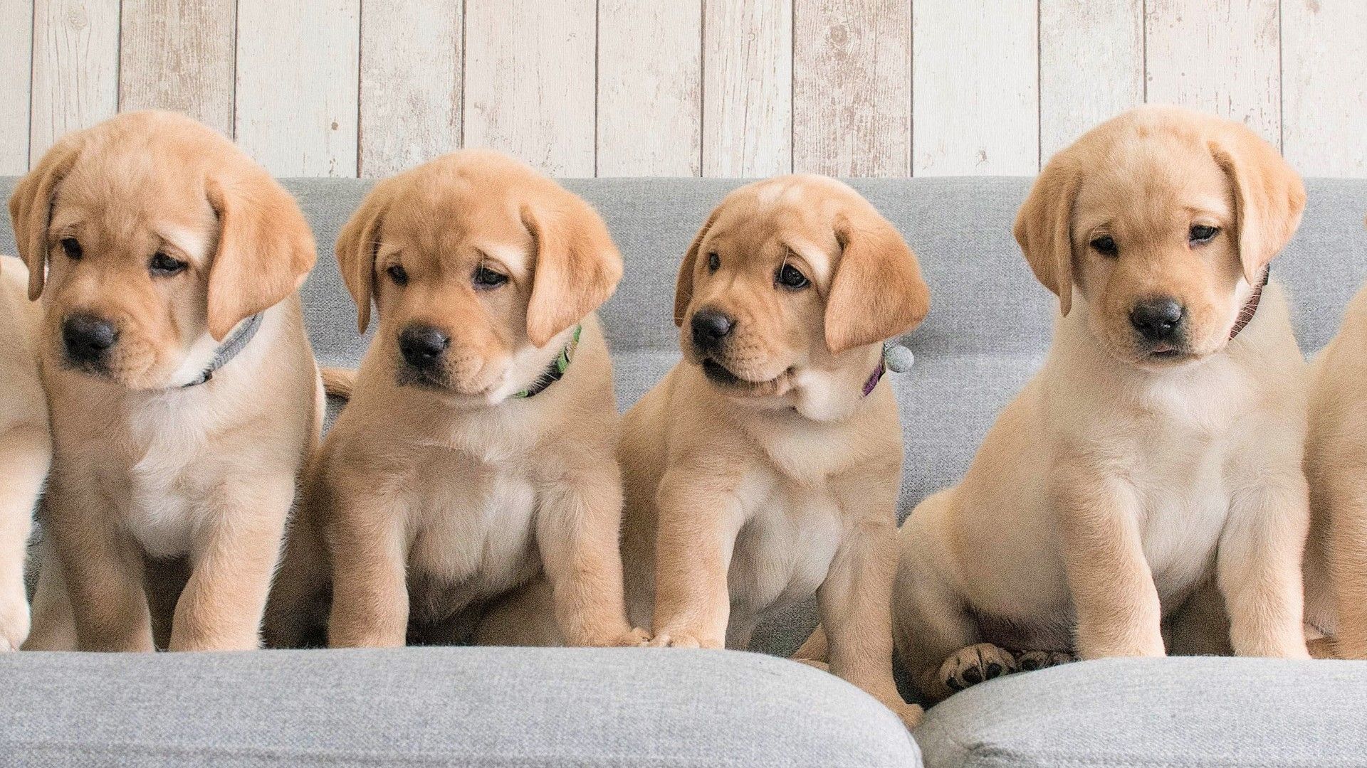 Four Labrador Retriever Dog Puppies Are