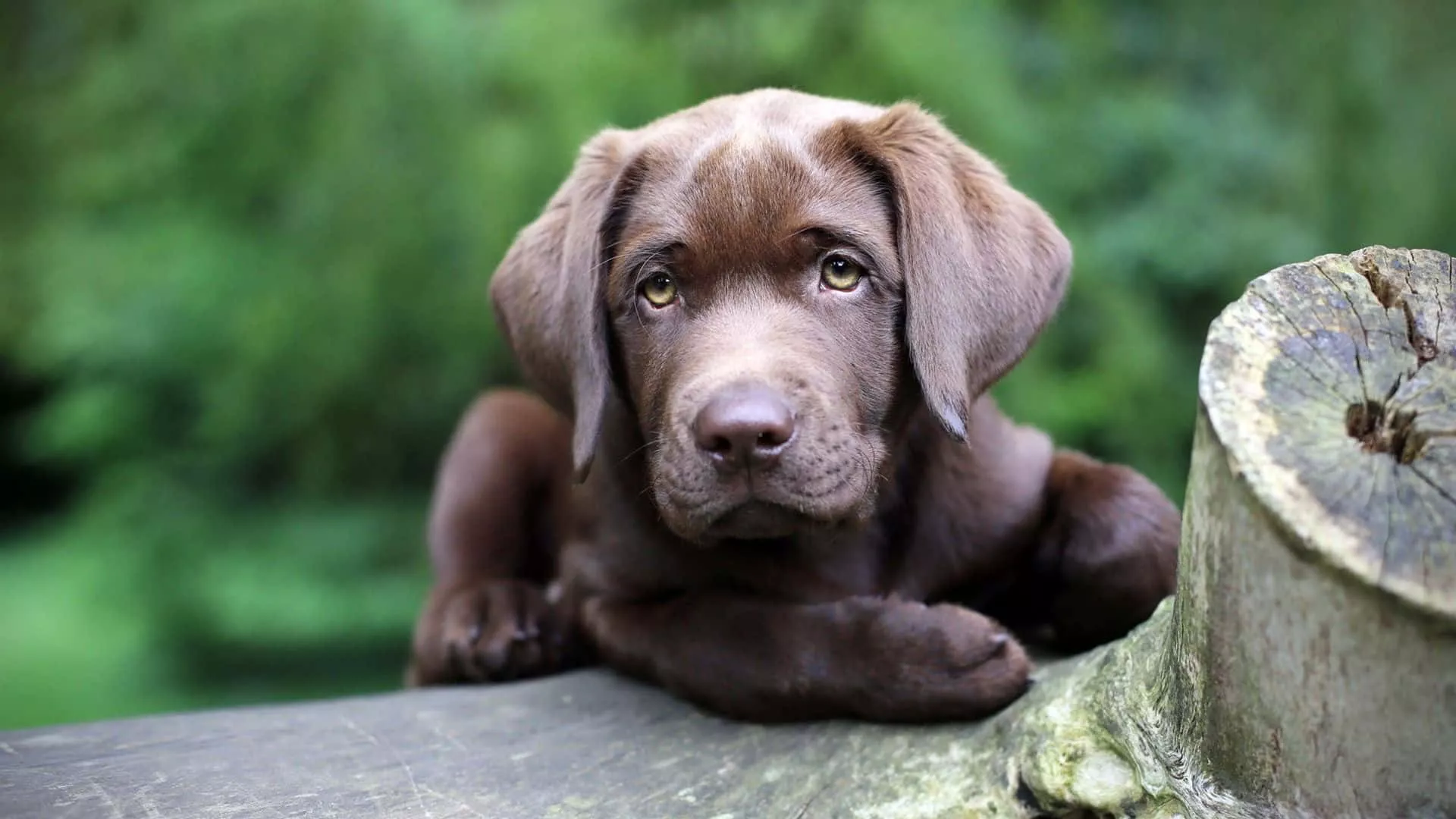 Labrador Puppy Picture