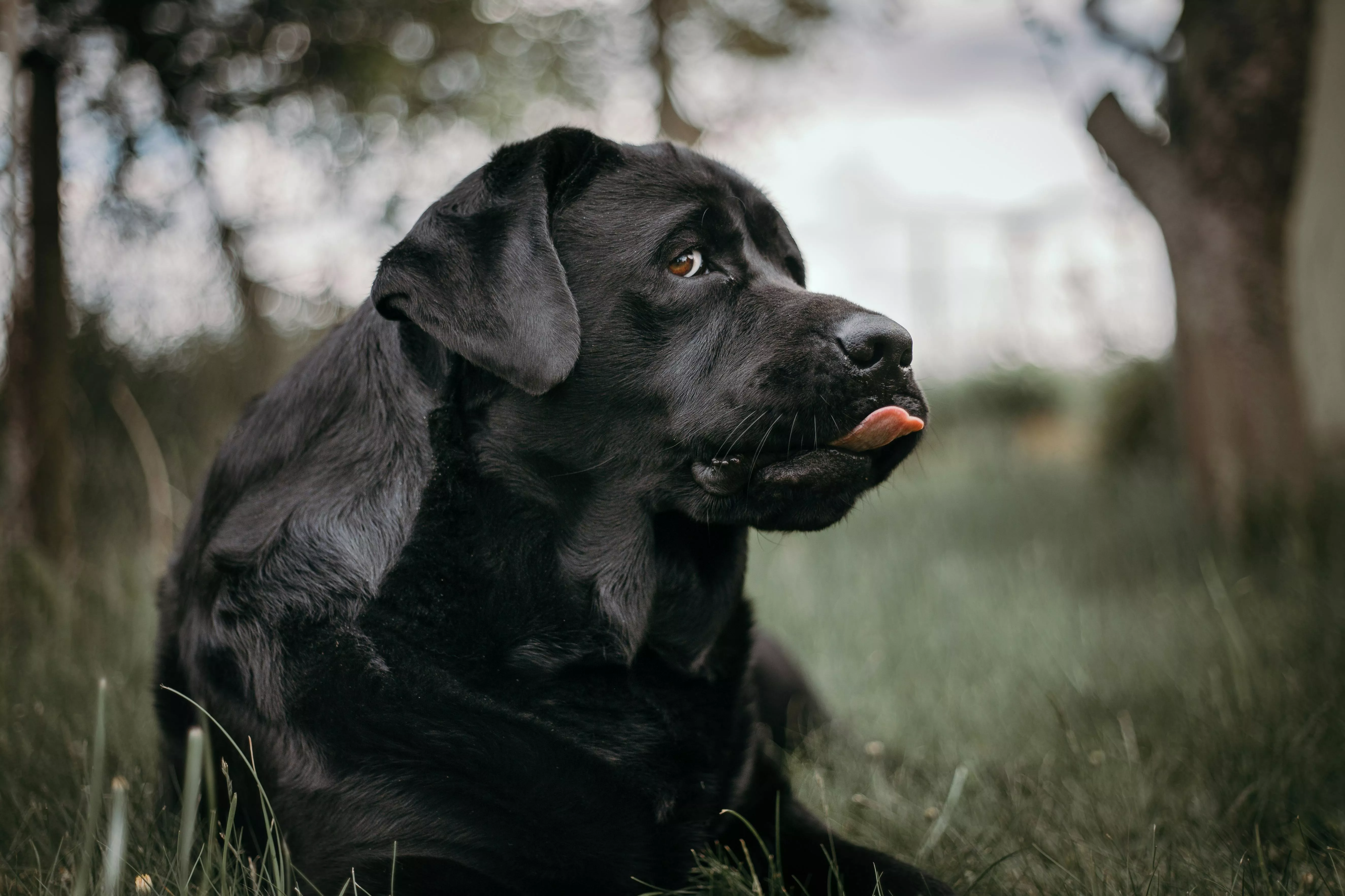 Black Labrador Retriever Lying on Green