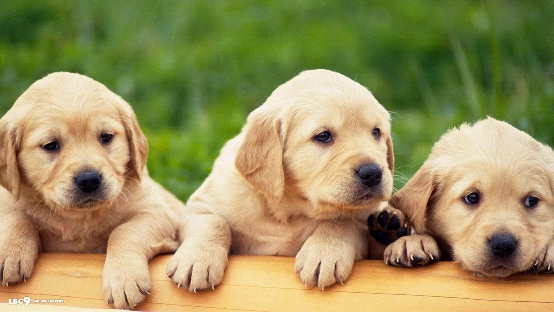 HD desktop wallpaper: Animal, Puppy