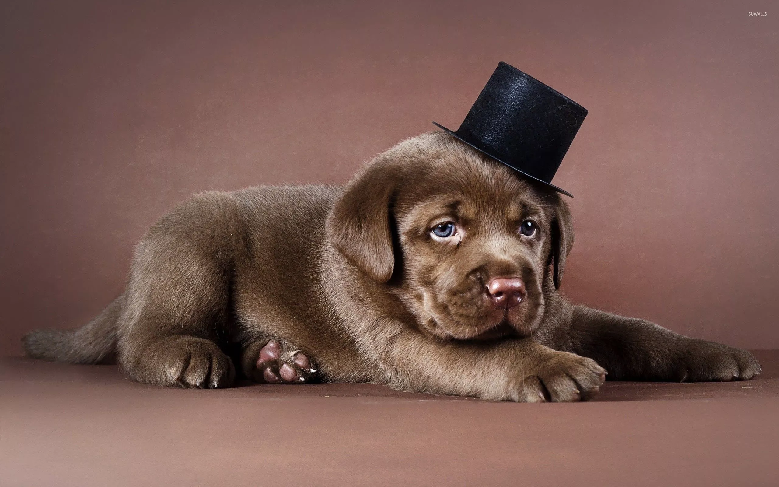 Labrador puppy with a tophat wallpaper