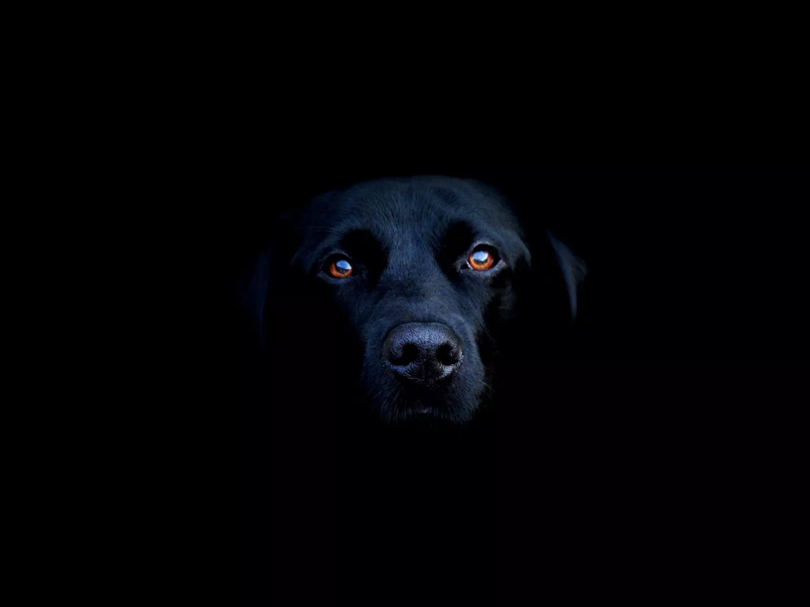 Labrador Retriever HD Wallpaper