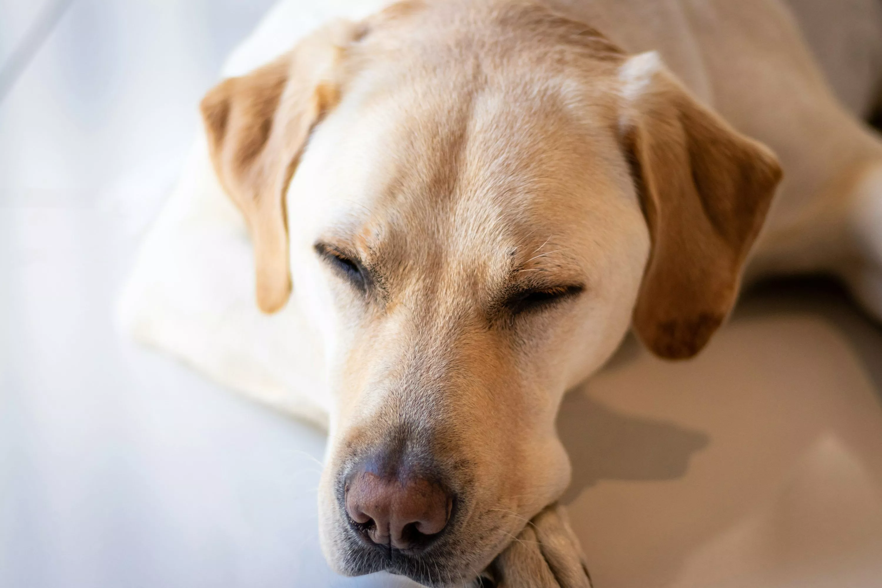 Yellow Labrador Picture. Download