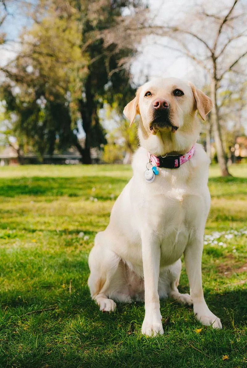 Labrador retriever, dog, pet, glance