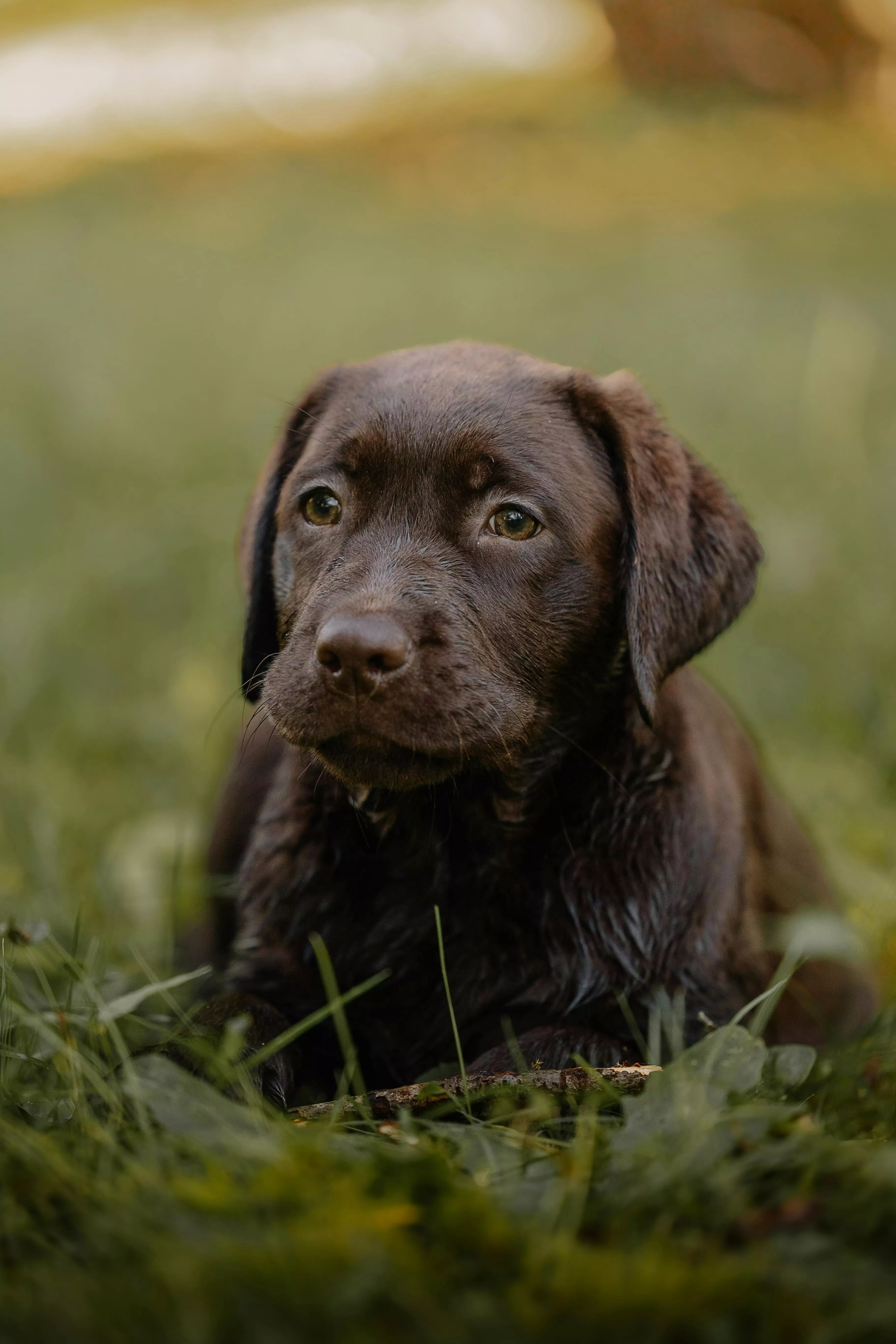 Adorable Chocolate Labrador Puppy in Grass · Free