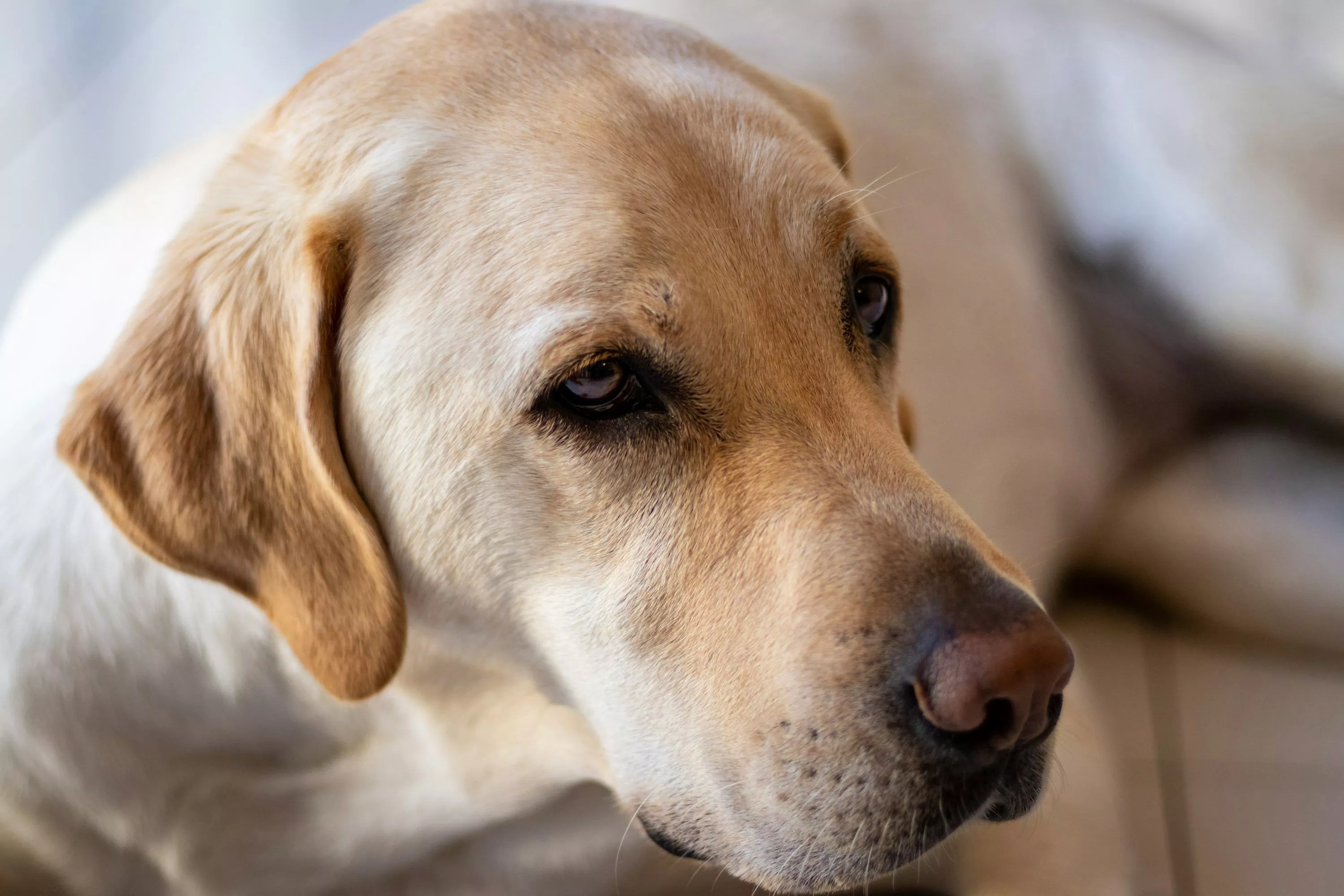Yellow Labrador Picture. Download