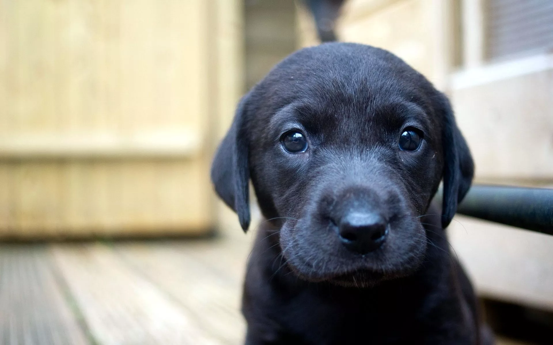 Black Labrador Retriever Puppy