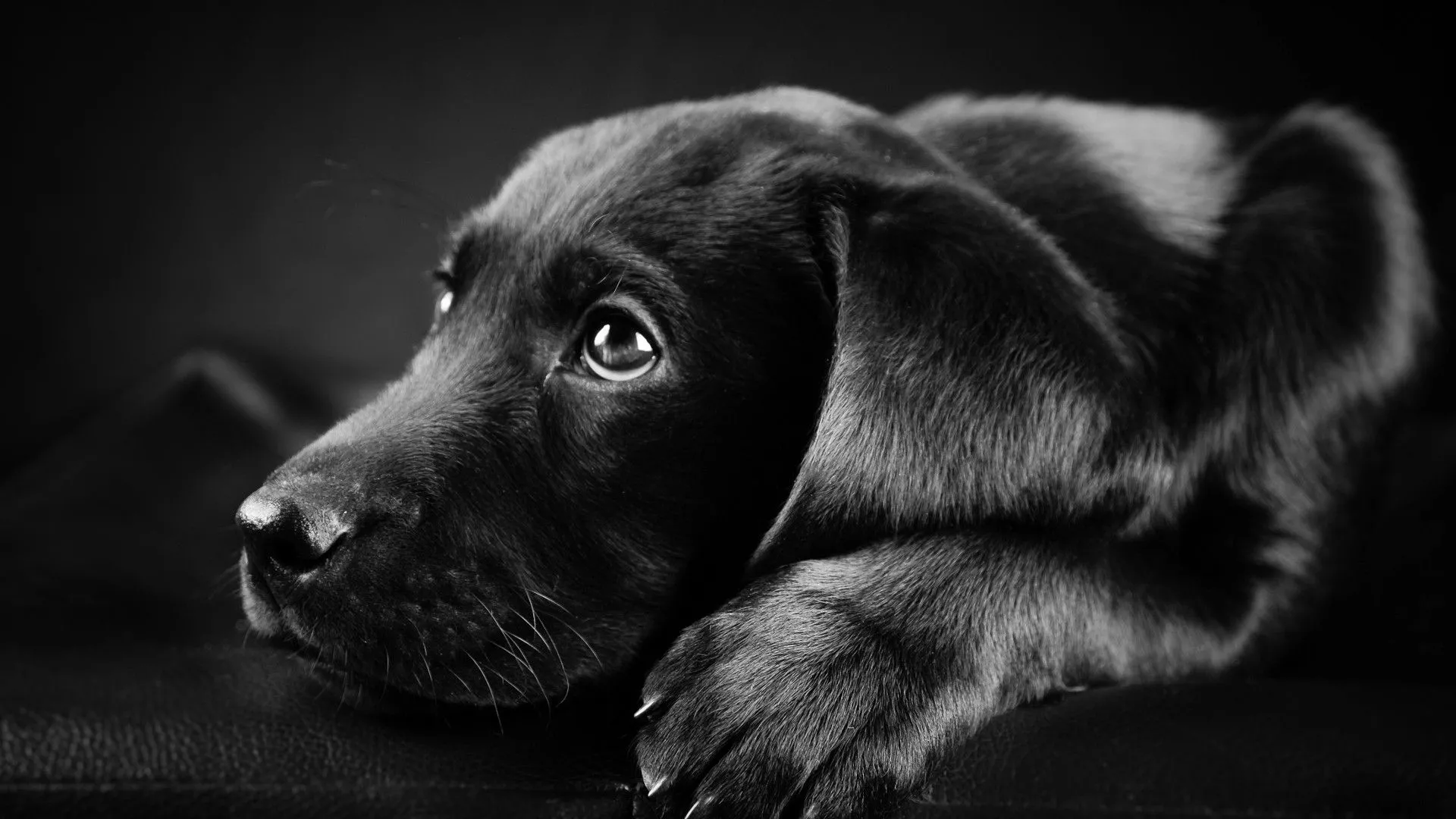face, animals, black, Labrador