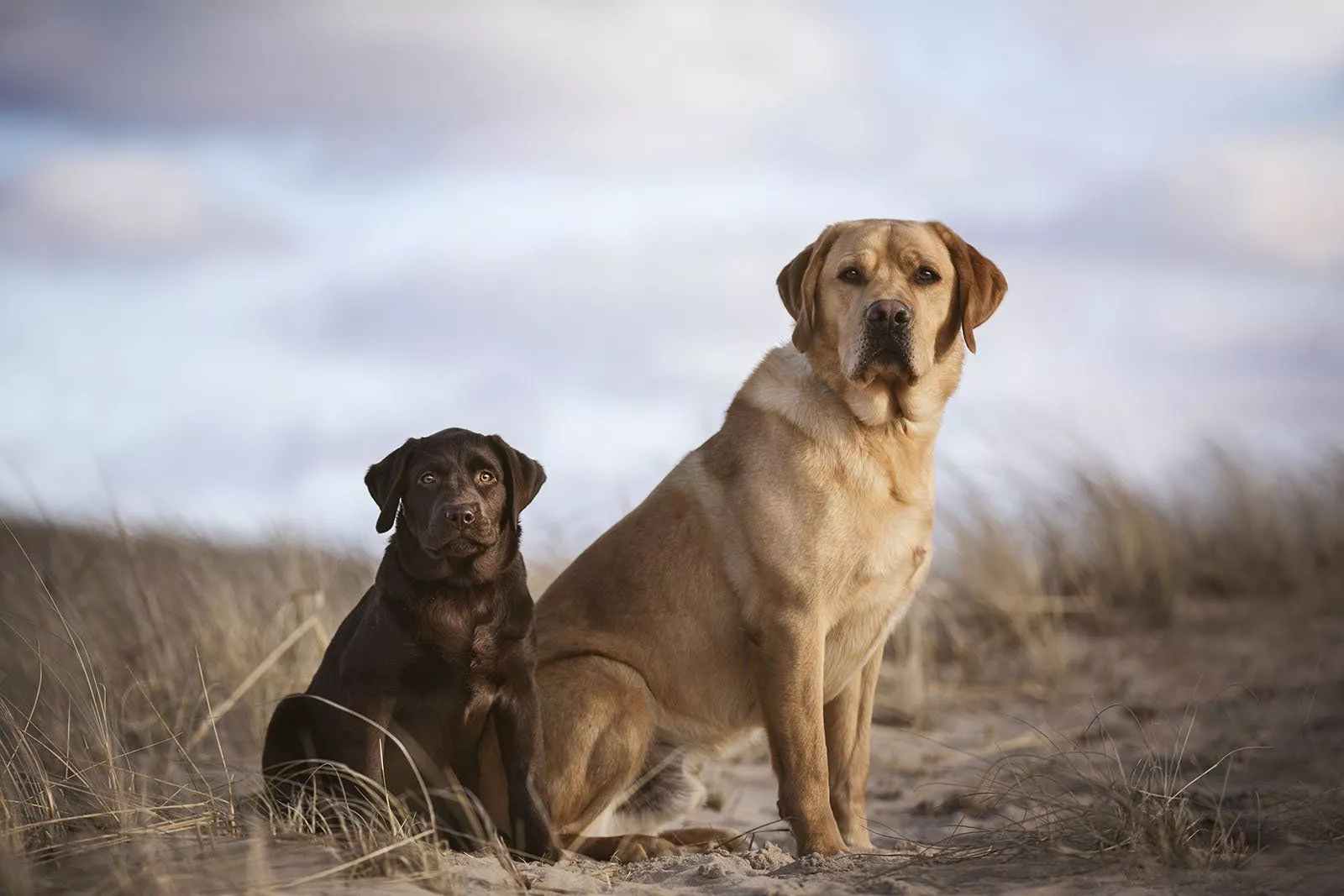 Ember, Sutton Labrador Retrievers