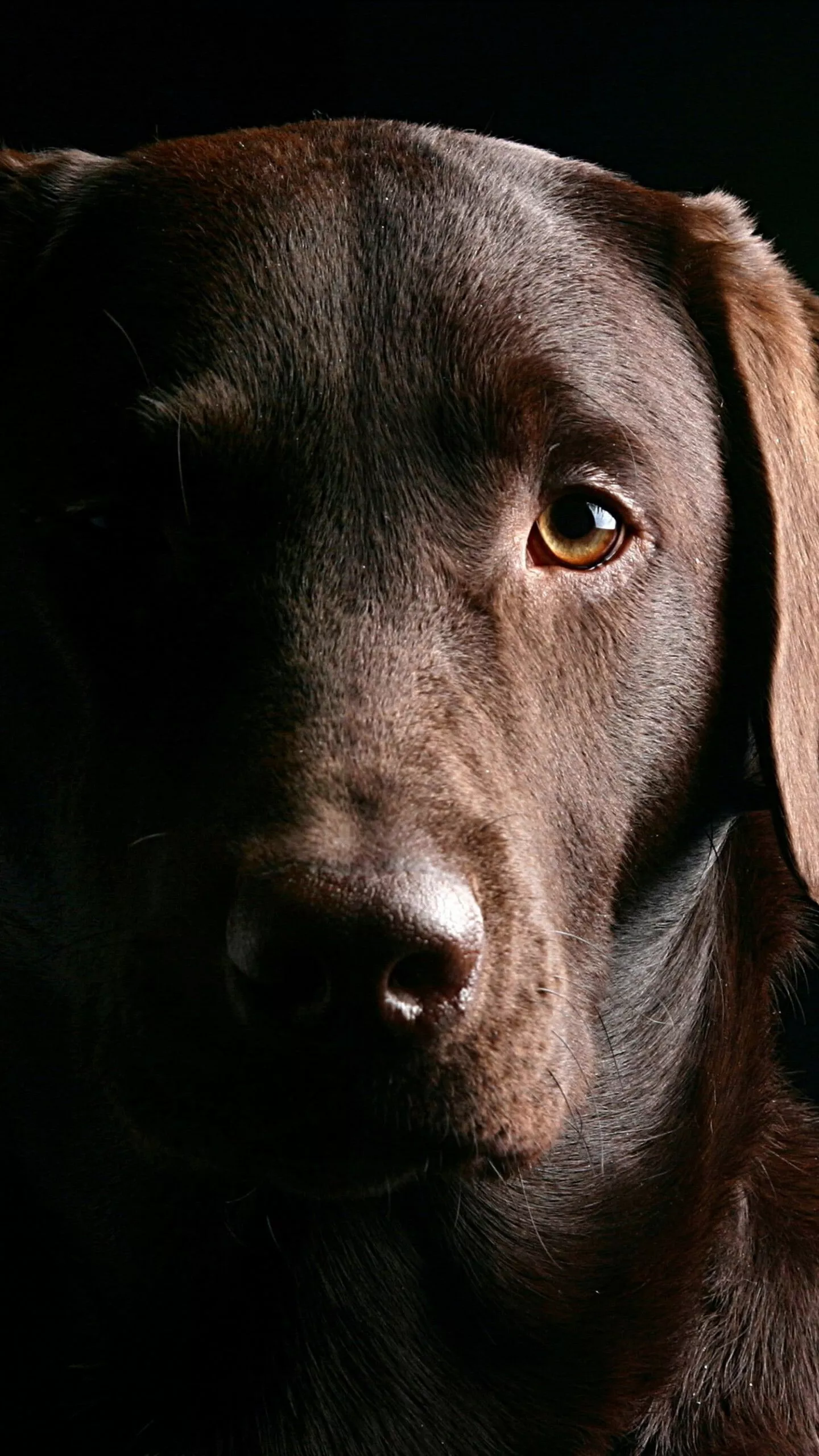 Labrador Retriever Wallpaper 84