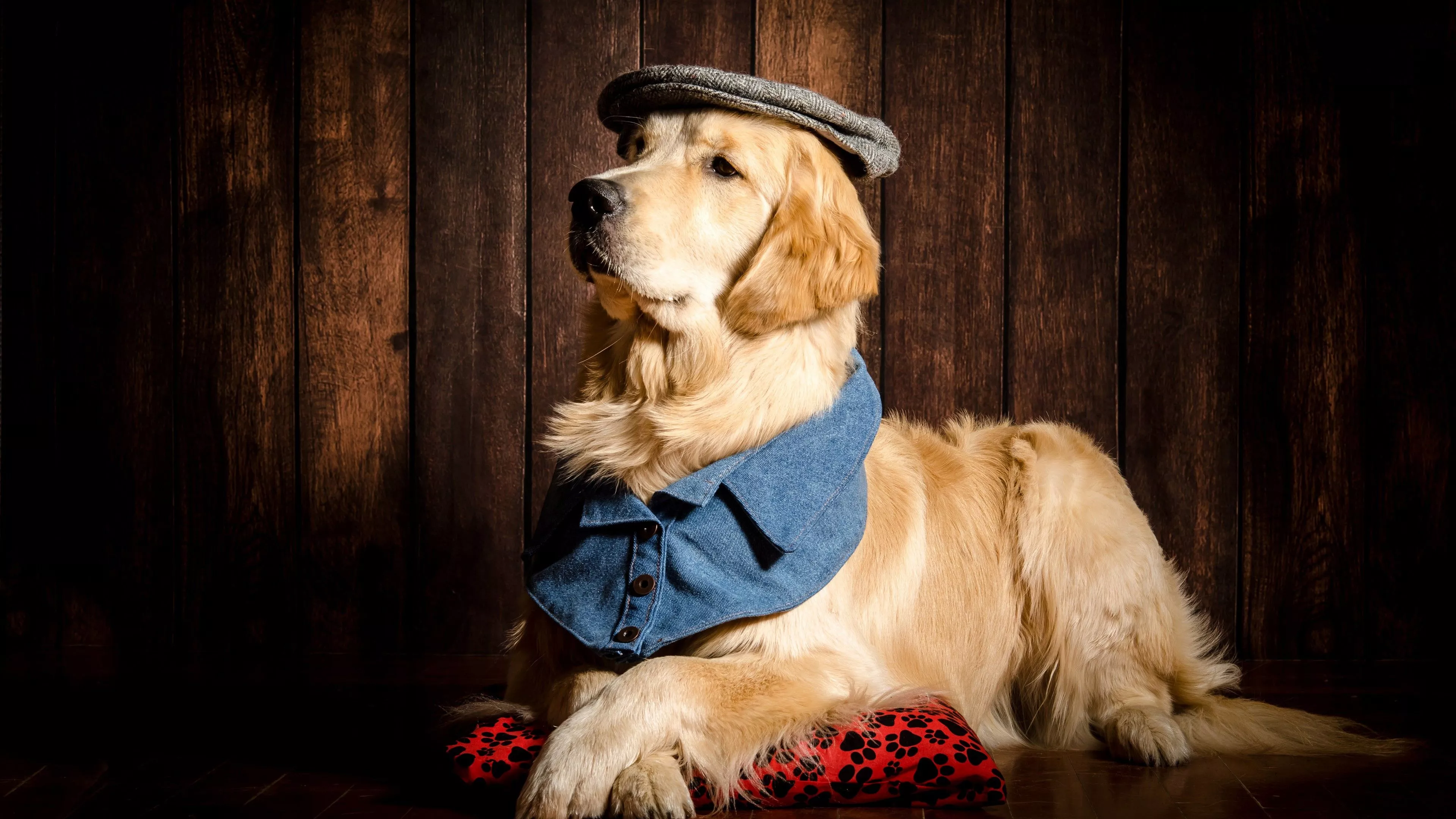 Hat Dress Light Dog Labrador Retriever