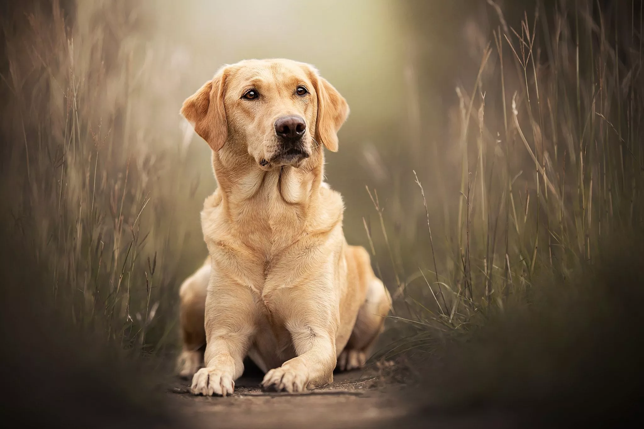 Wallpaper grass, portrait, dog