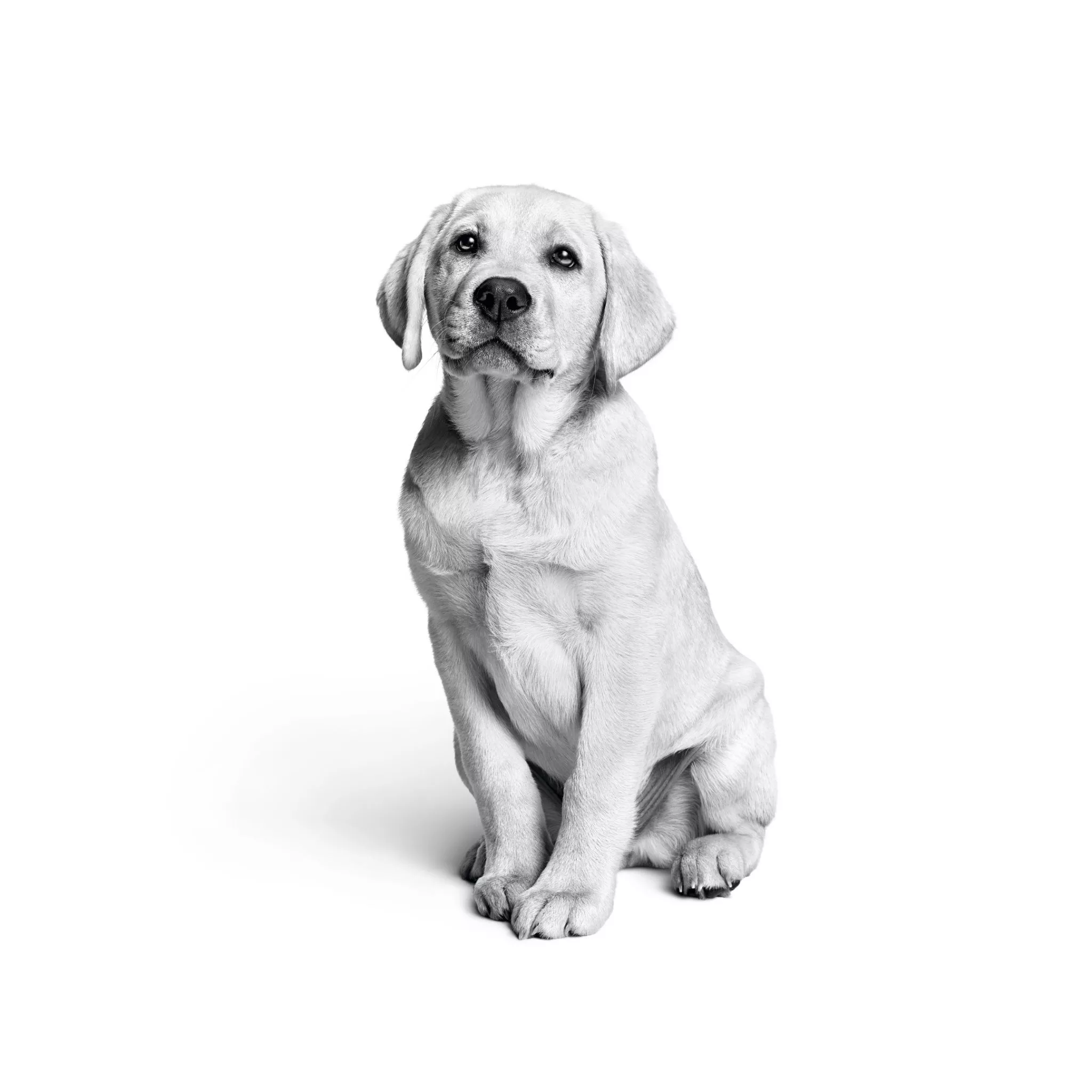 Labrador puppy Wallpaper 4K, Monochrome