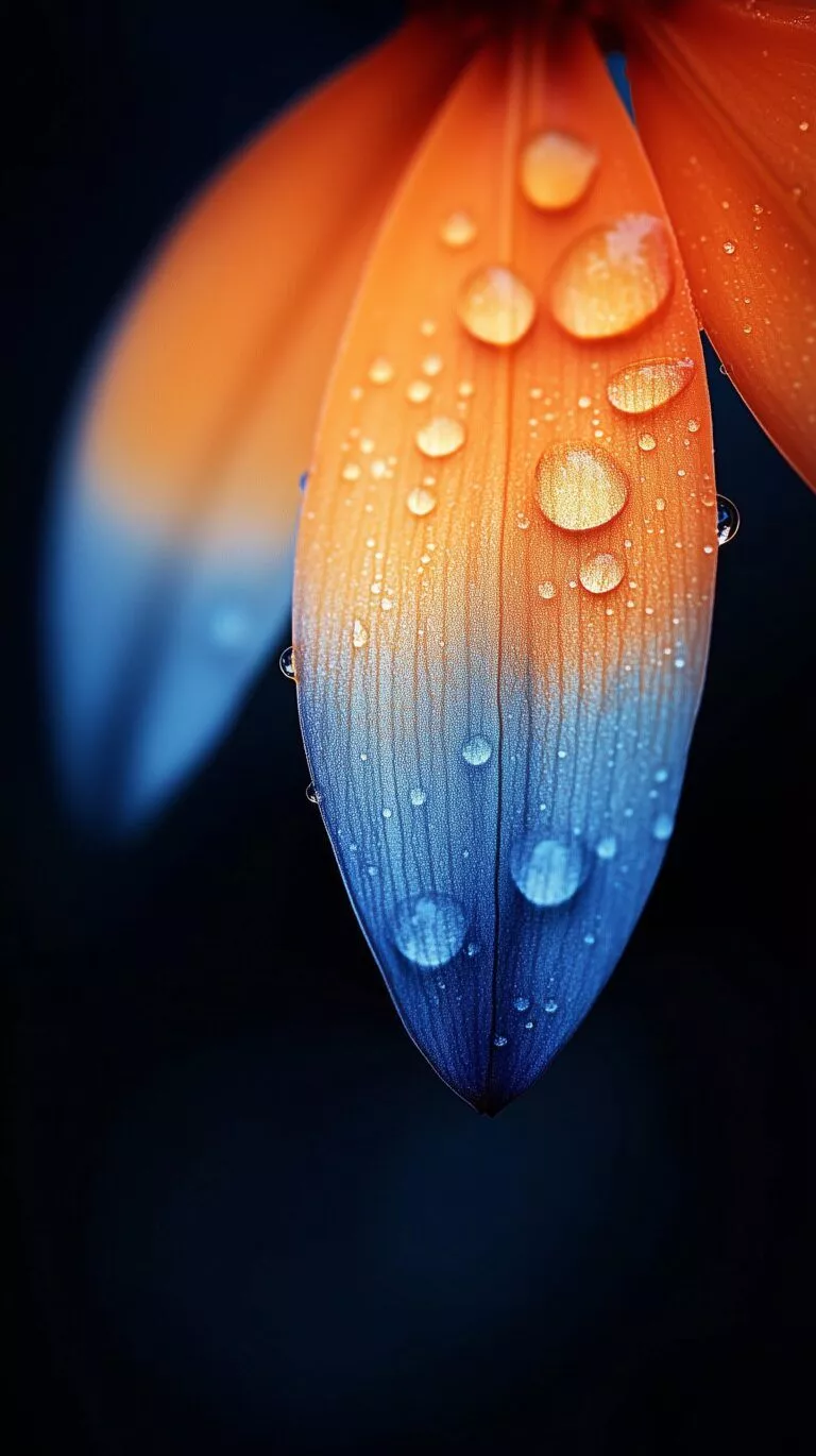 Colorful Petals OLED