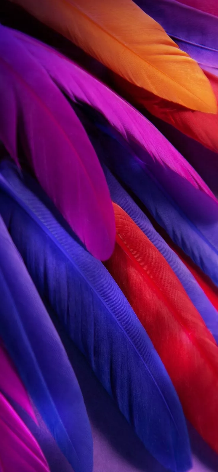 OLED Plumage Central