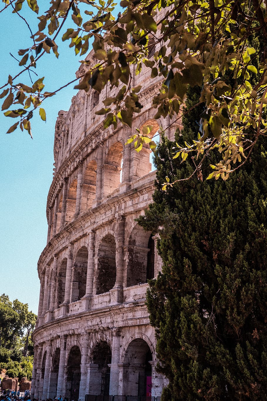HD wallpaper: Colosseum, Rome, plant