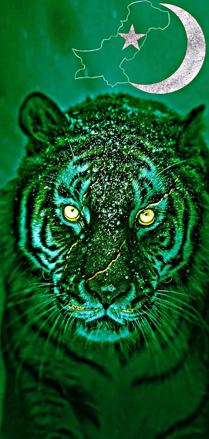 Pakistani king, 14 august, 2021, kitten