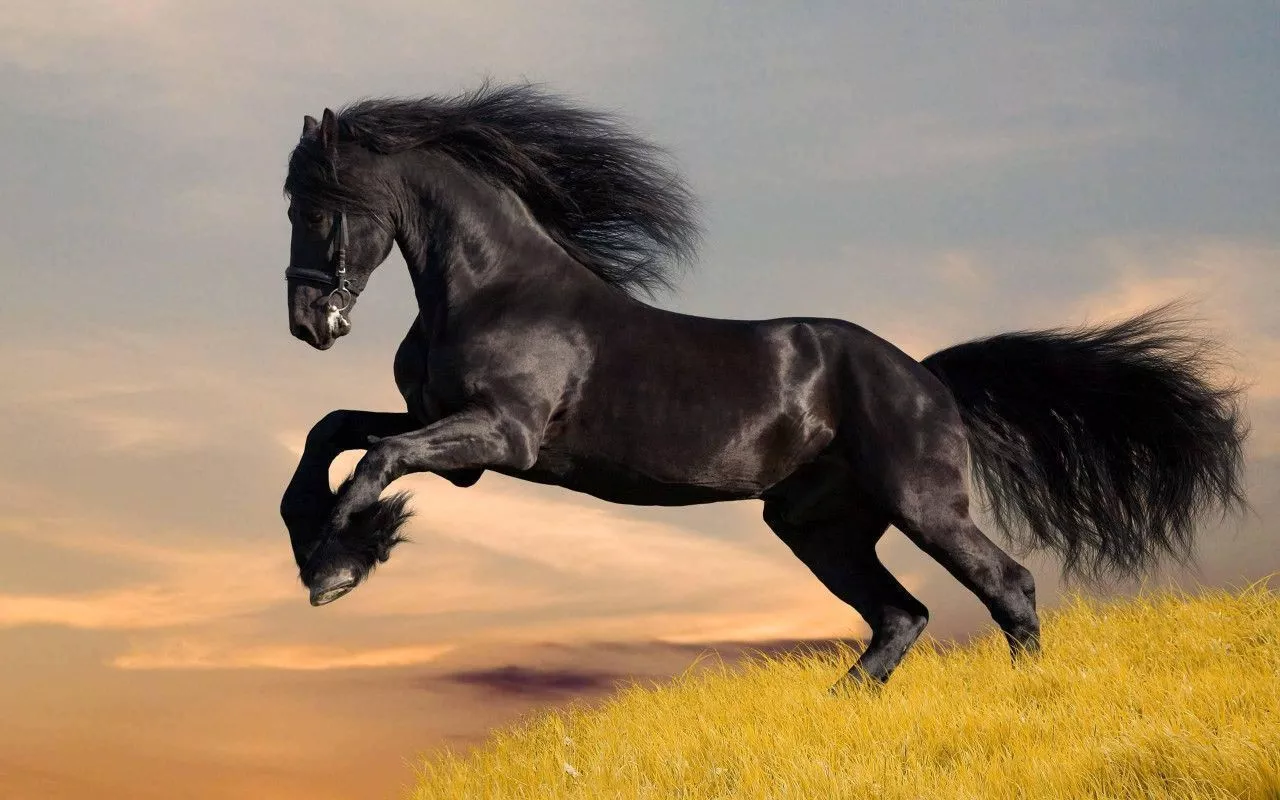 Wild Horse wallpaper Elegant High