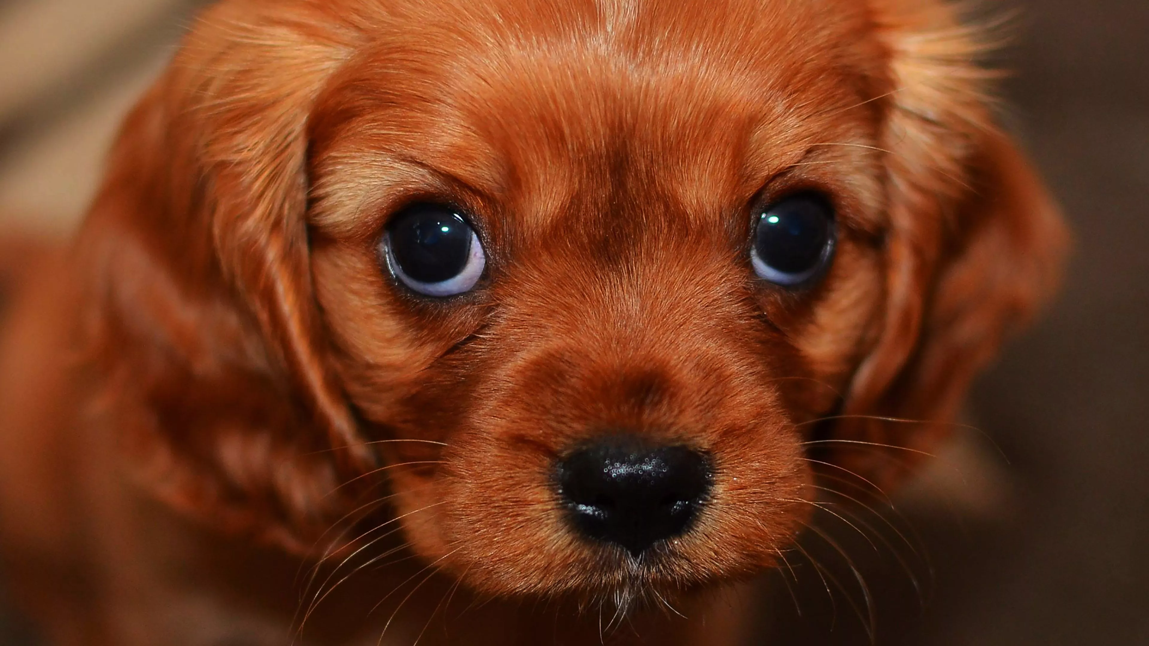 desktop, laptop. cute puppy wallpaper