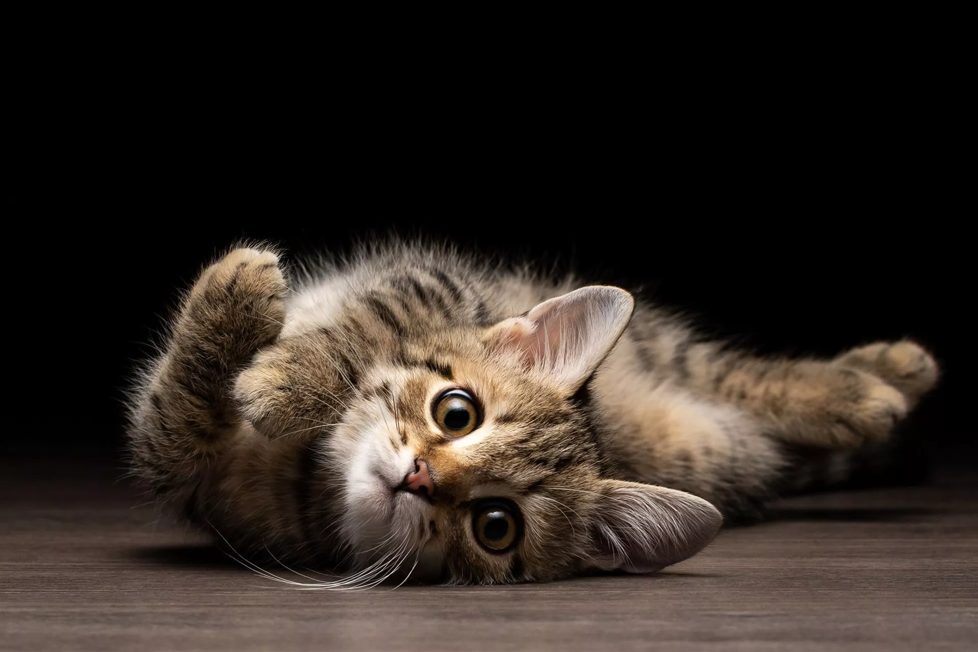Download Kitten Animal Cat HD Wallpaper