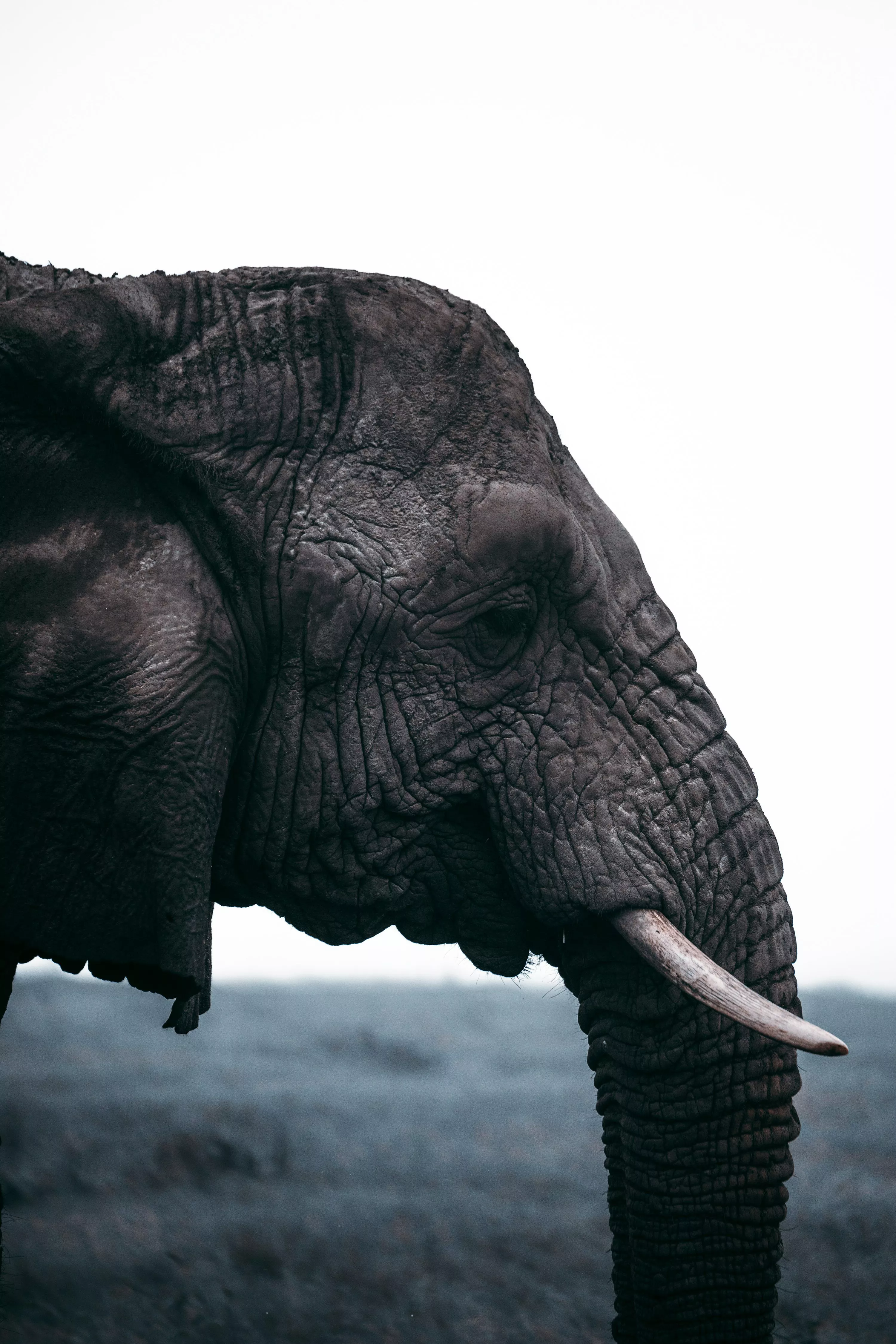Elephant Wallpaper: Free HD Download