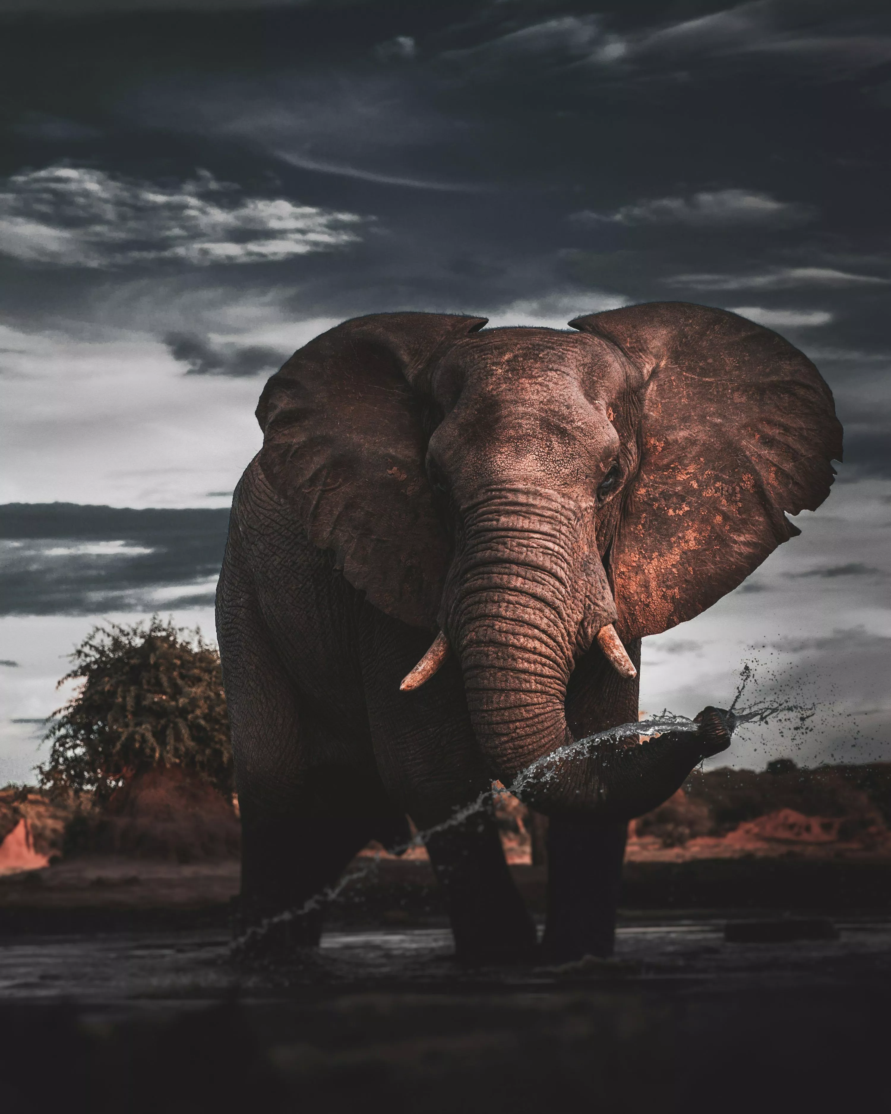 Elephant In Water Picture. Download