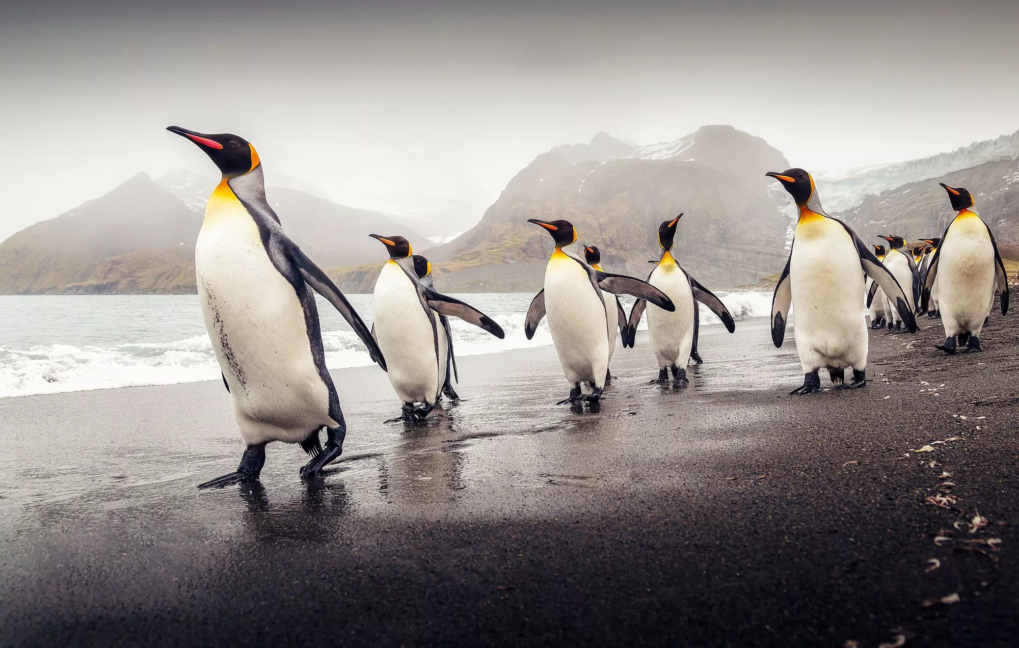 Majestic King Penguins: HD Wallpaper